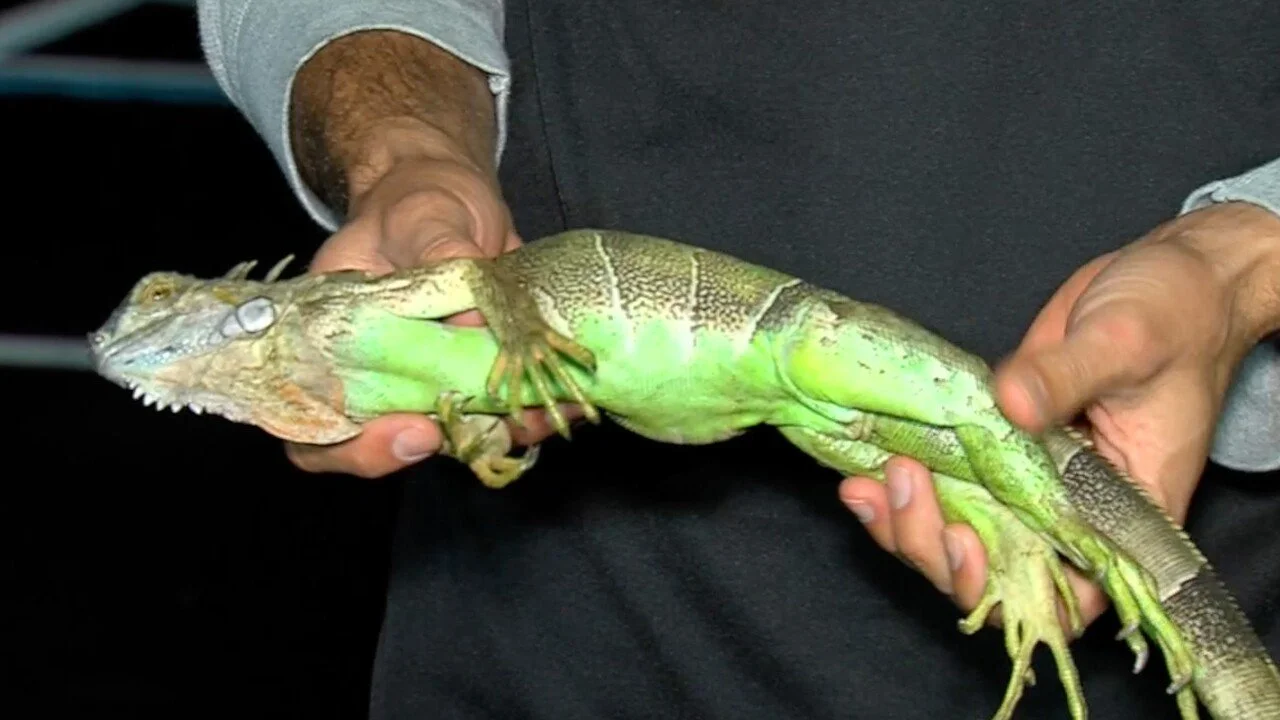 FLORIDA FREEZE ALERT!