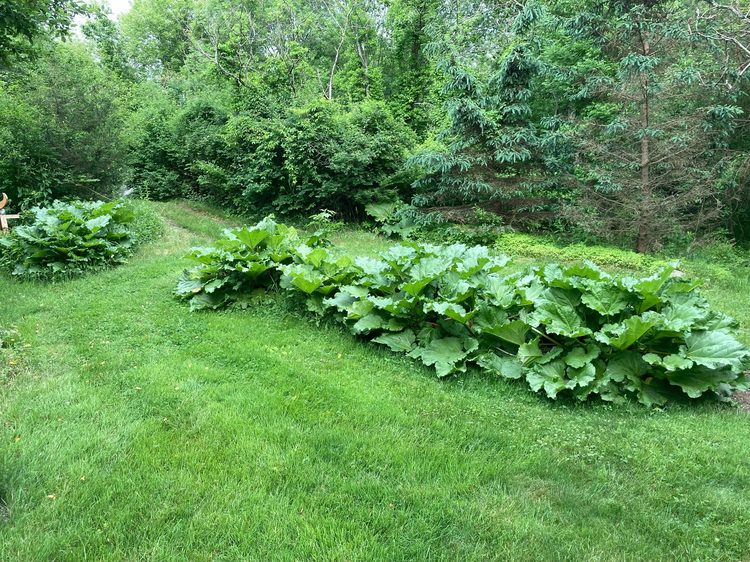 RAMPANT RAMBLING RHUBARB