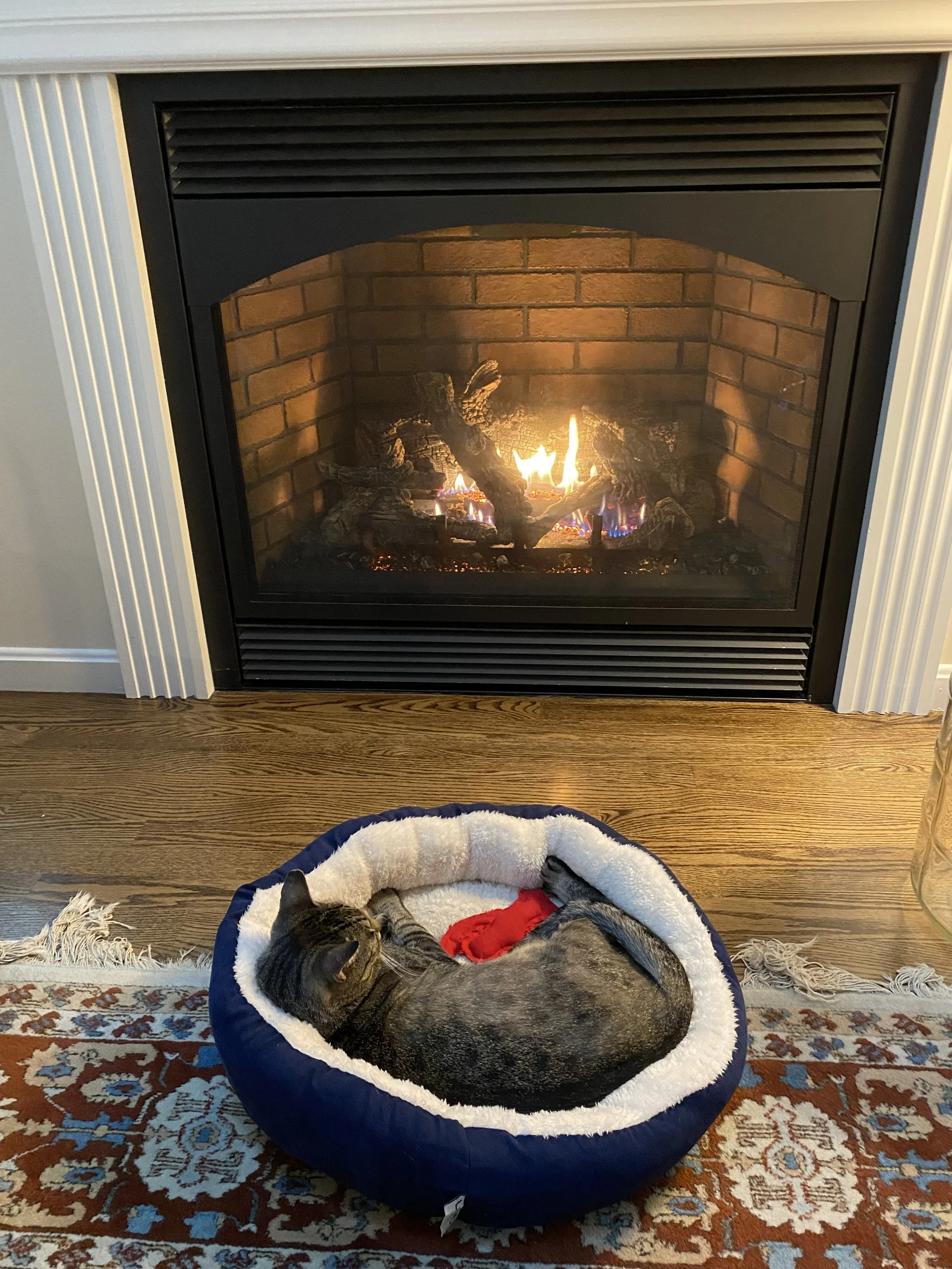 OUR FOUR-LEGGED FRIENDS