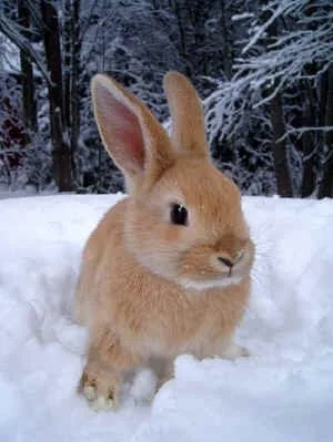 BARRINGTON BUNNY — A CHRISTMAS STORY