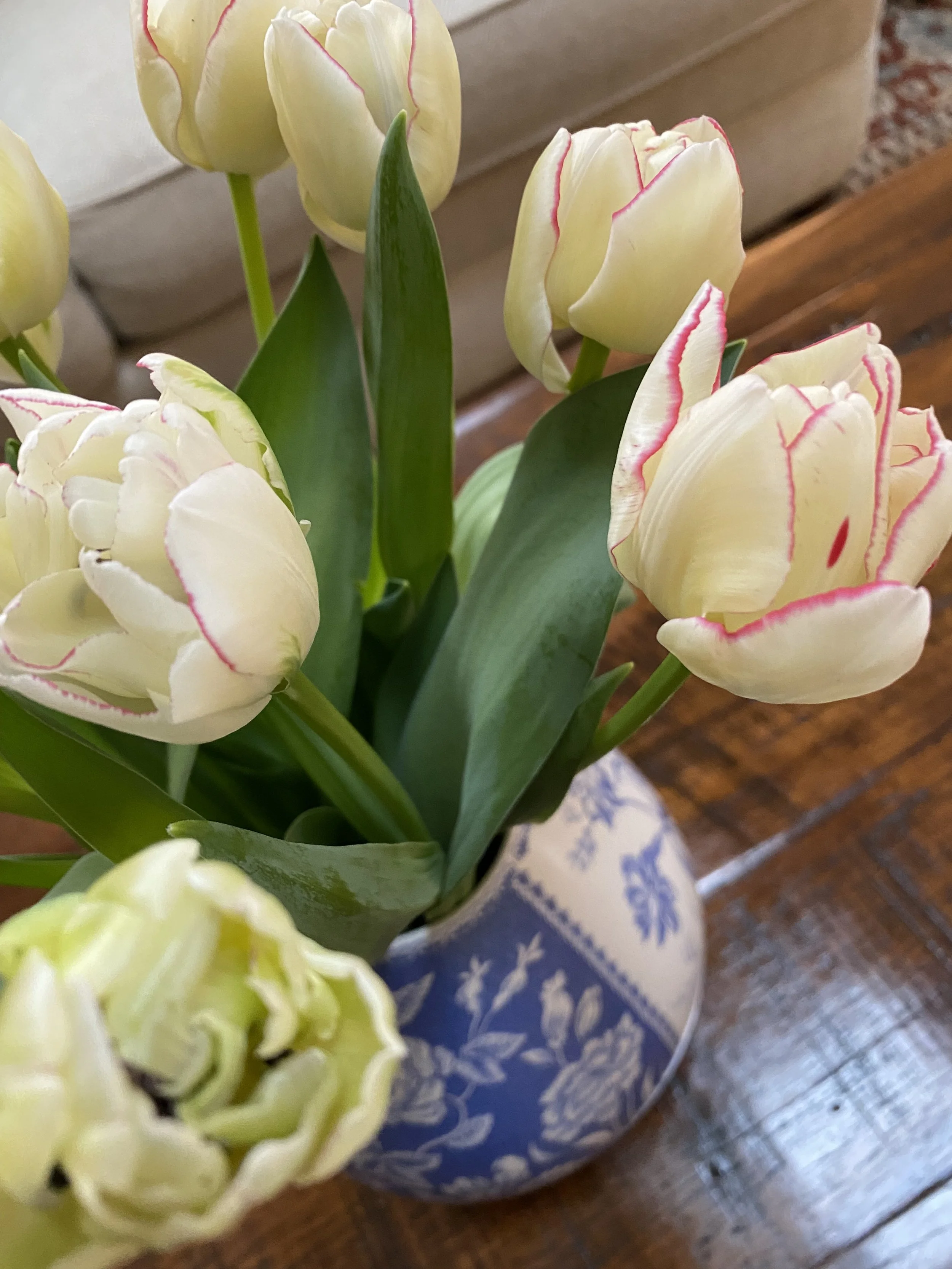 FEBRUARY TULIPS