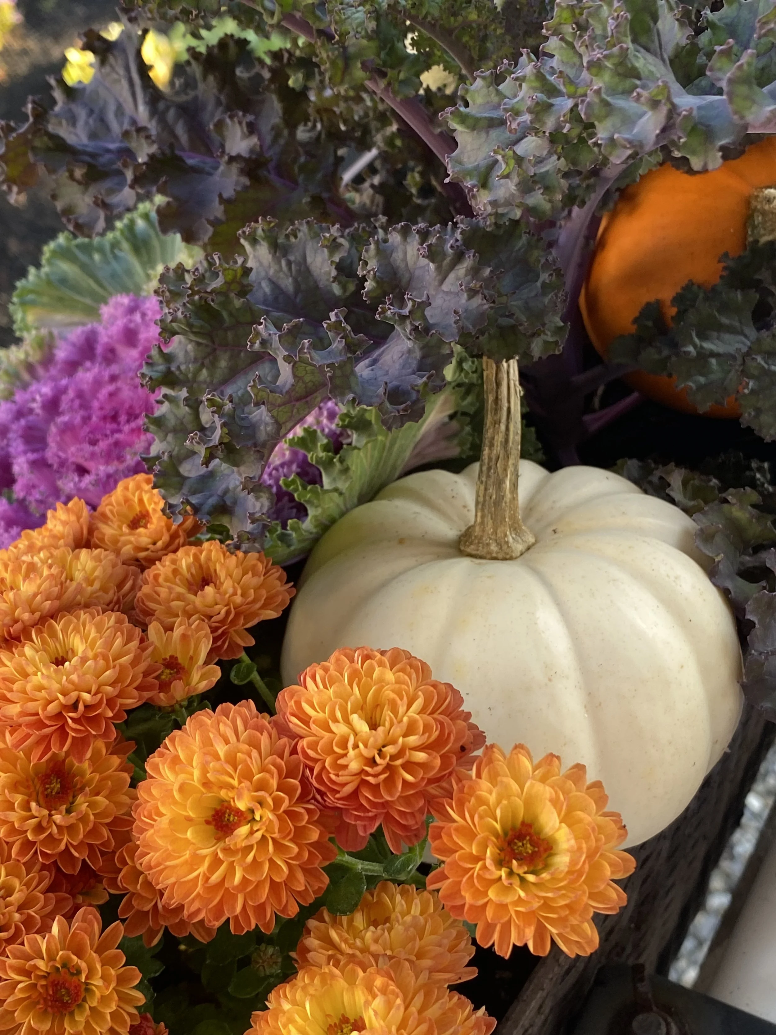 THE WEEK BEFORE THANKSGIVING