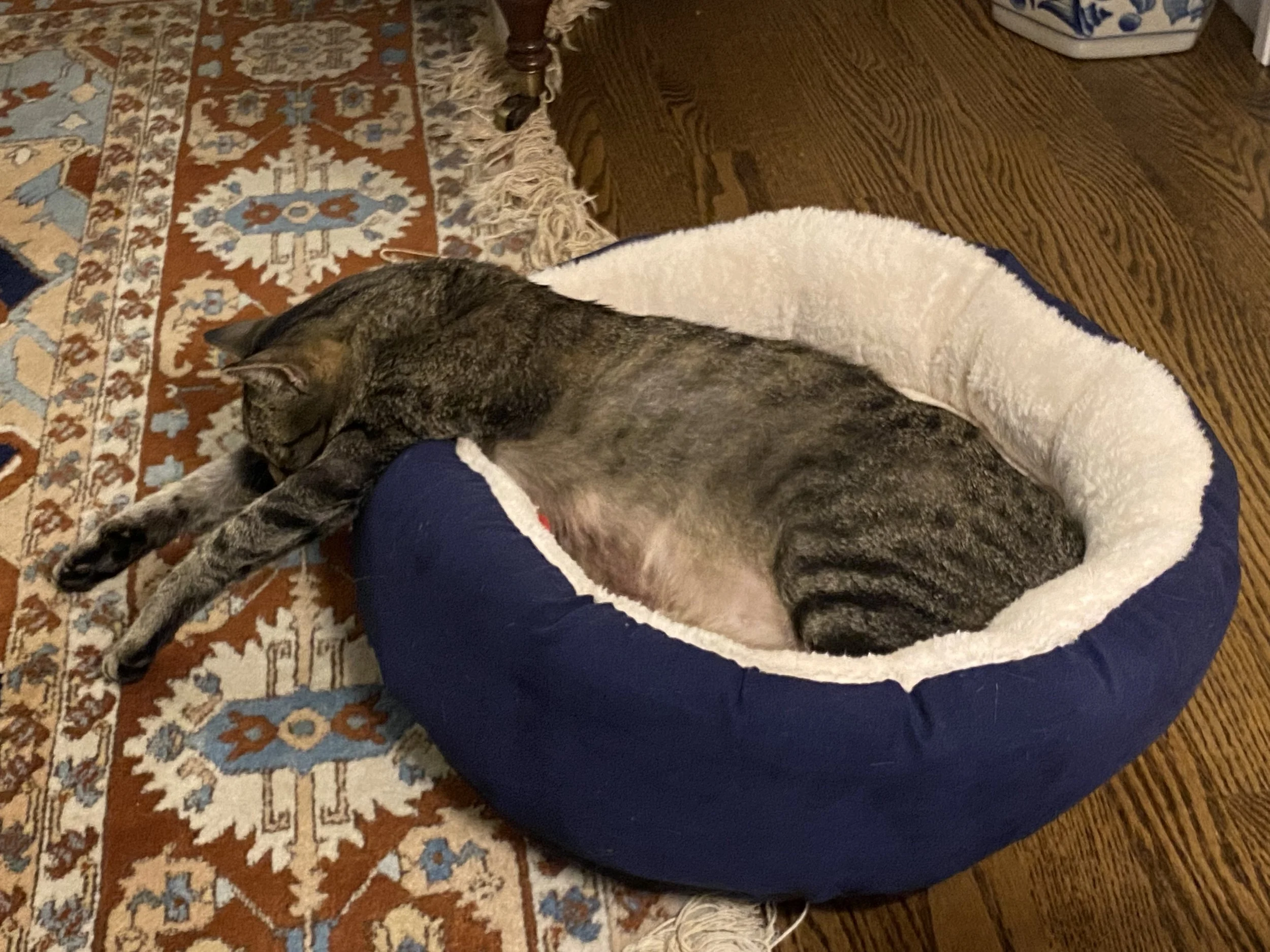 THE JOY OF A WINTER SLOTH