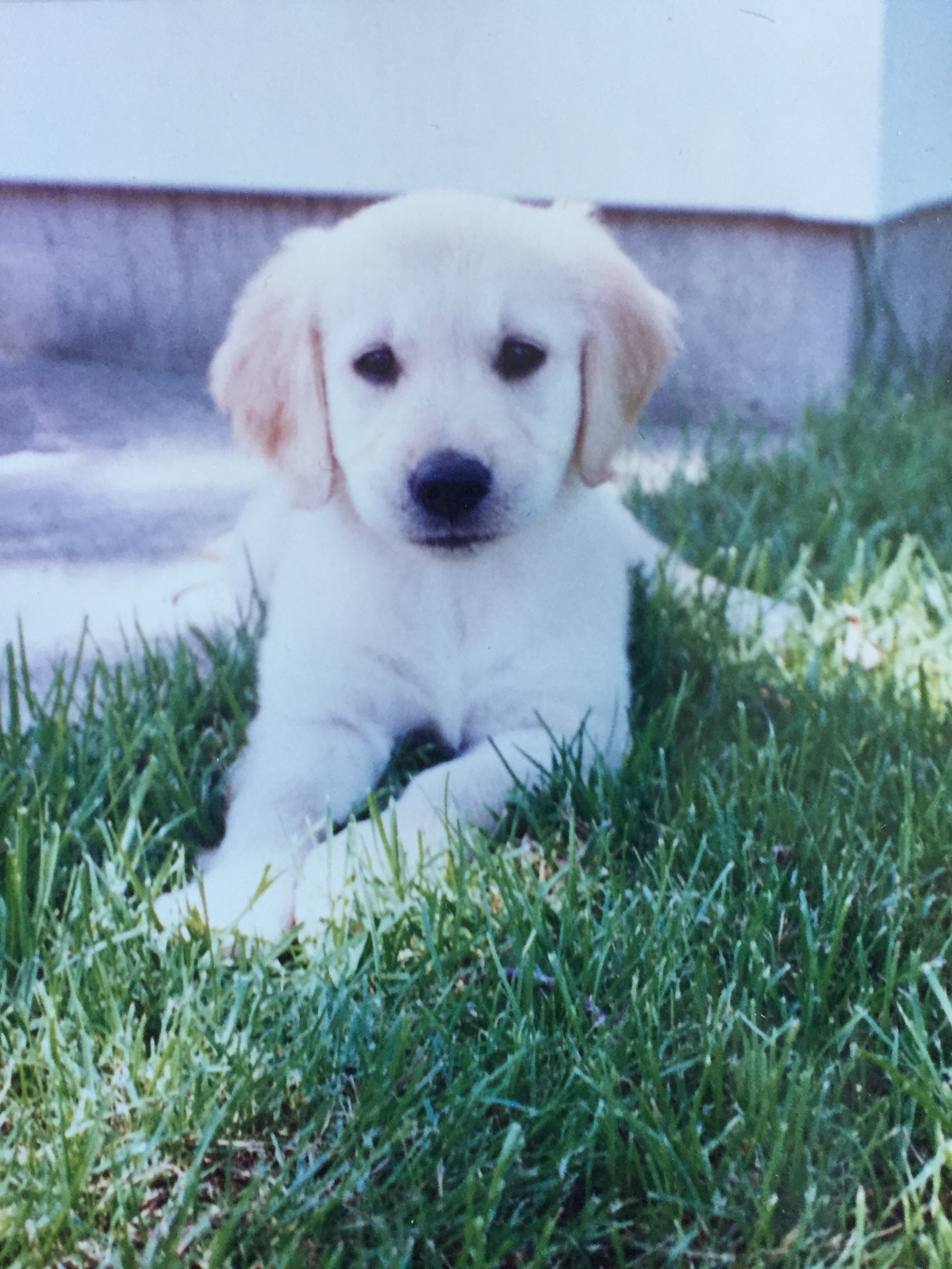  THIS DOG IS ON THE LIST.