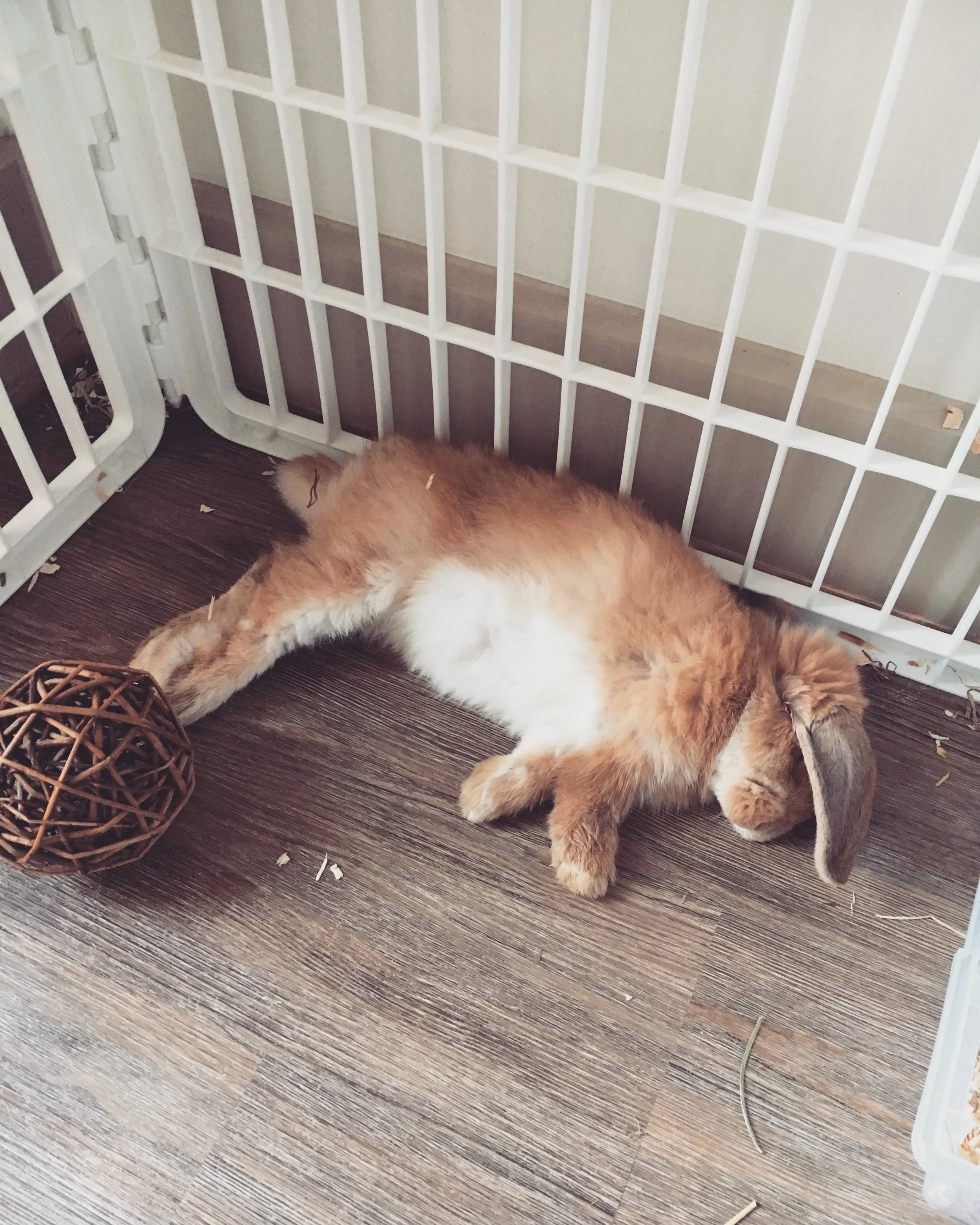 Welcome Home, Roo