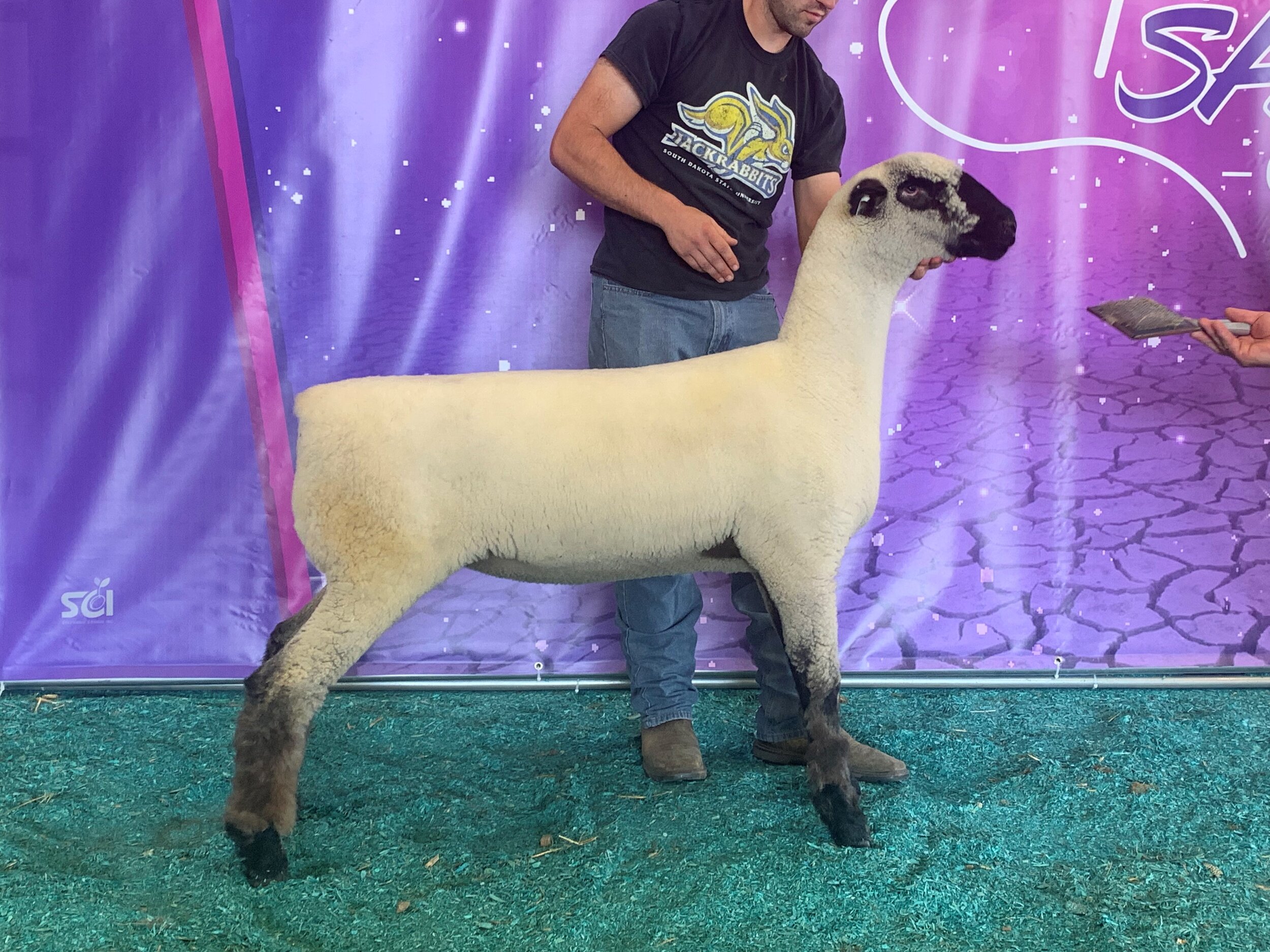 2021 Res Champ Ewe.jpg