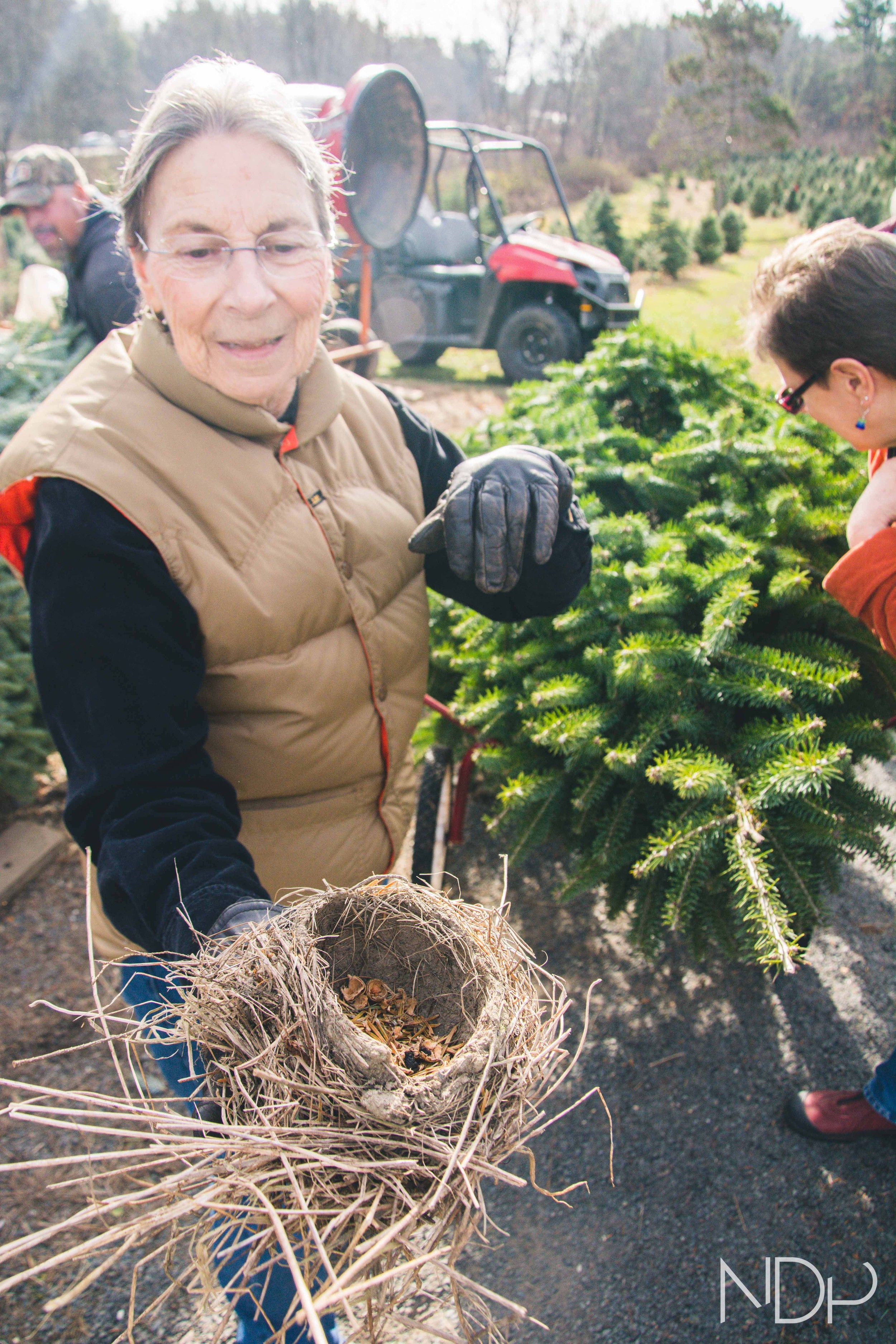 Tree Farm-3.jpg