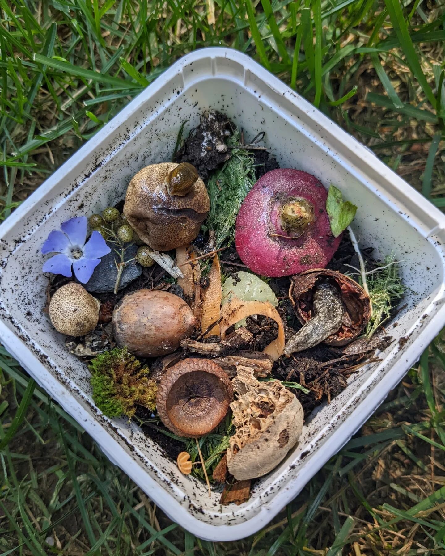 After watching the earthworms episode of Kratts Creatures, Mina and I spent several hours creating this tiny worm habitat, featuring a couple of slug pals and a pill bug. 💯
.
.
.
.
.
#nature #massachusetts #pbs #bugs #slug #habitat #summer #kids #cr