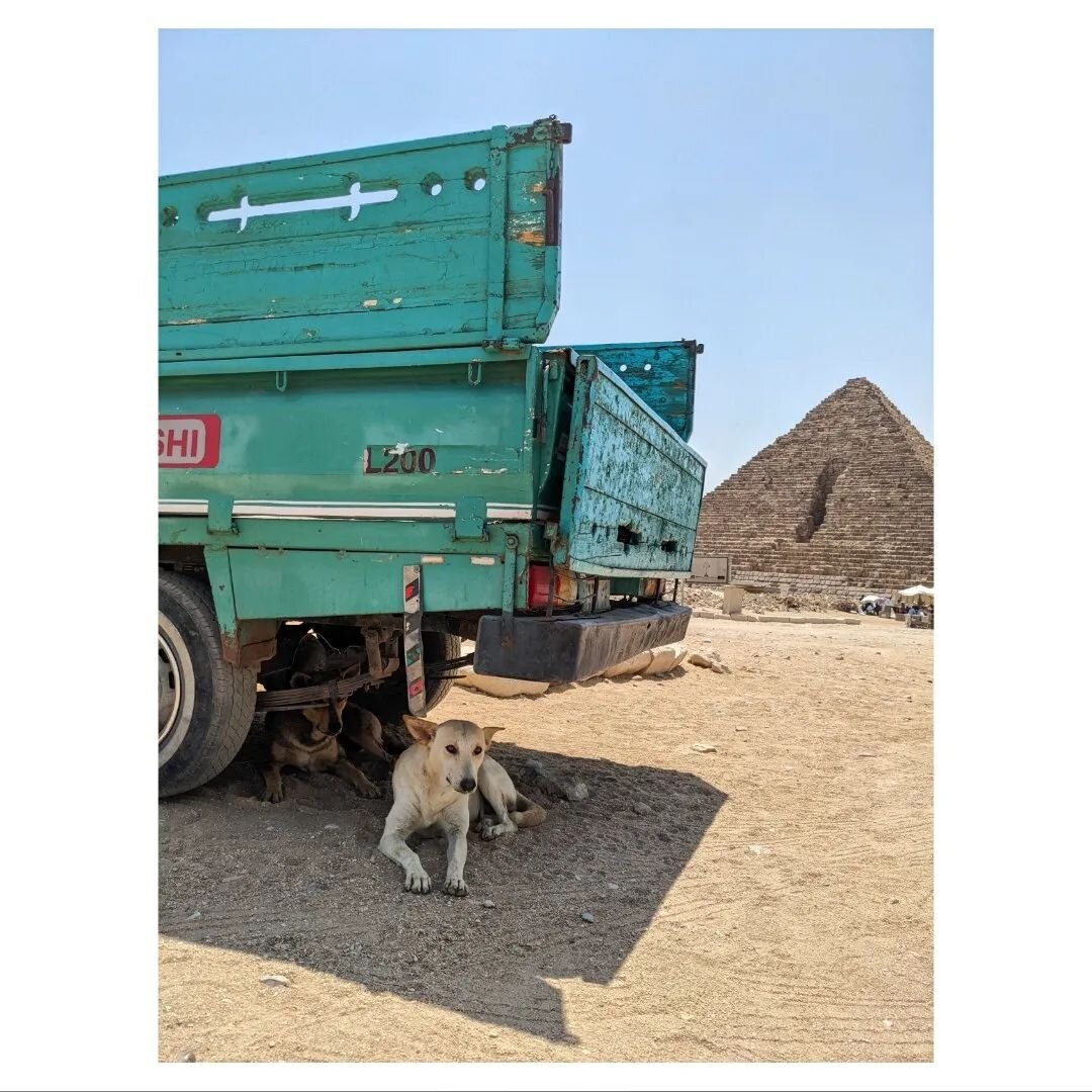 Some very hot dogs in the Giza Necropolis.
.
.
.
.
.
#dogs #dog #truck #mitsubishi #egypt #egyptian #thisisegypt #travel #travelphotography #wildlife