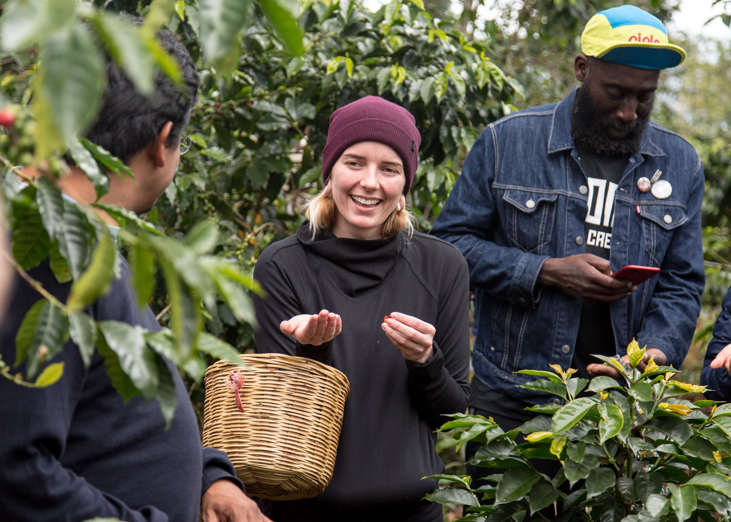 coffee berry picking. chiapas, mexico.