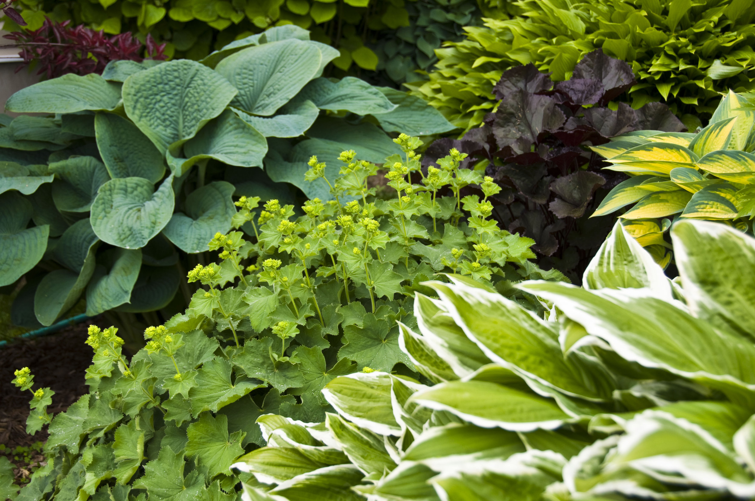 Read the new post on planting ideas for a shady garden here. Thanks for reading! http://haleandaltrinchamlife.co.uk/2017/04/gardening-supplement-planting-shade/