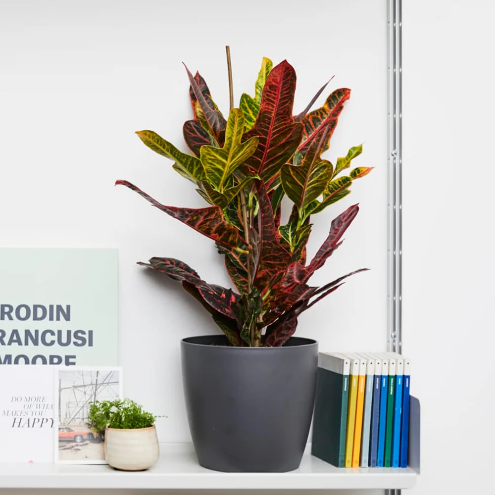 codiaeum.jpg
