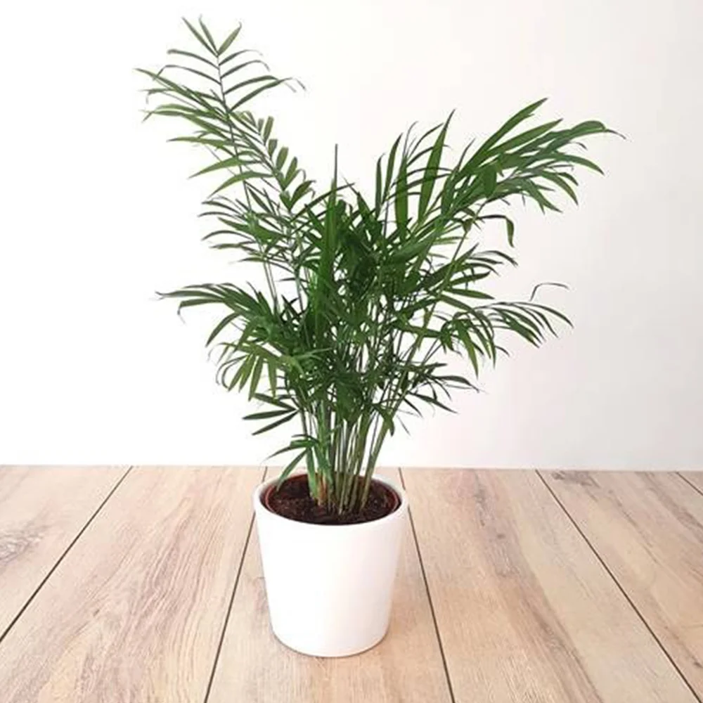 parlour-palm.jpg
