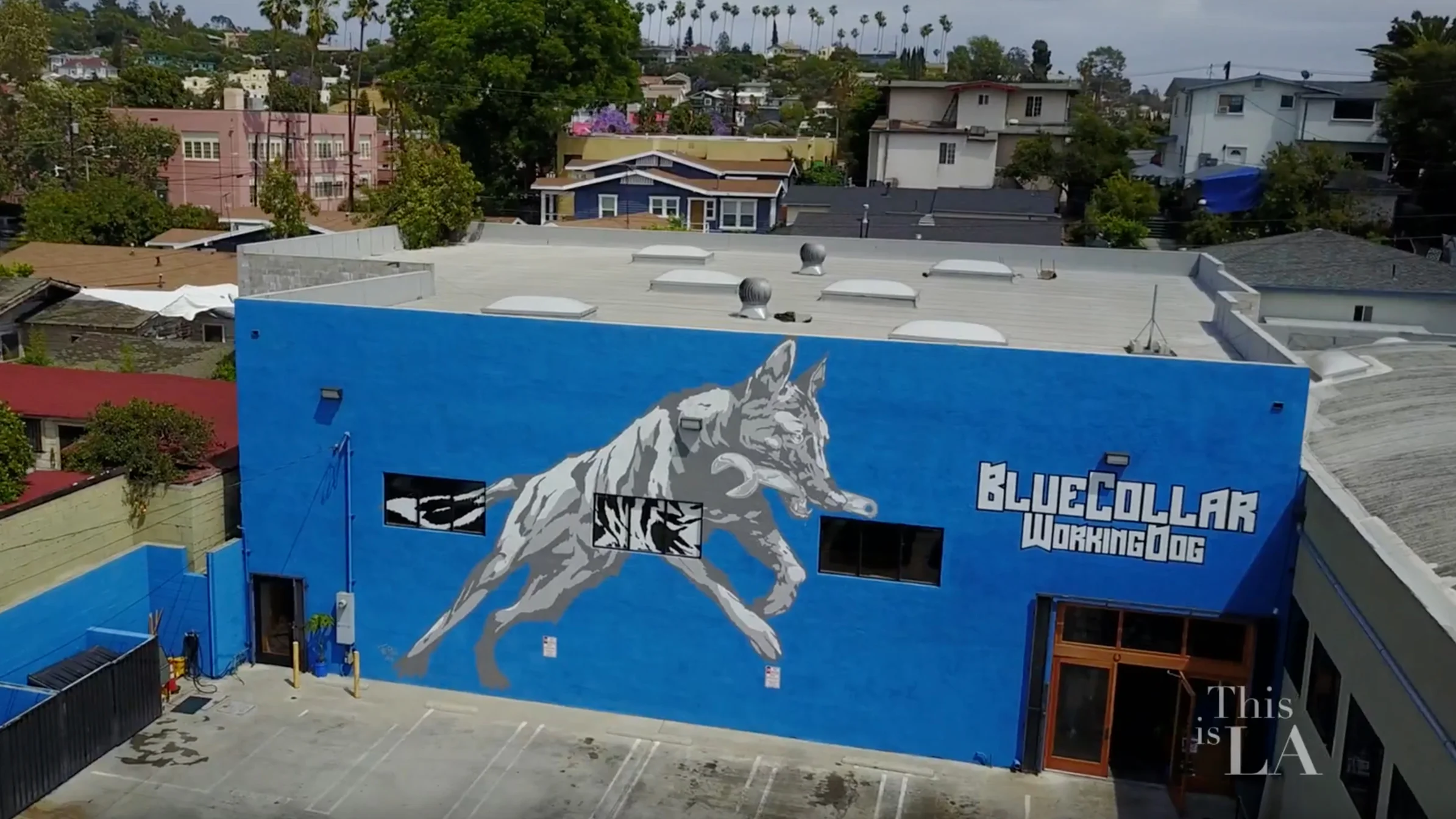 blue collar dog services