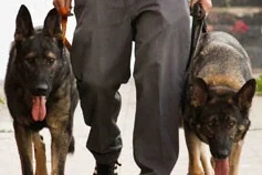 heeling.jpg