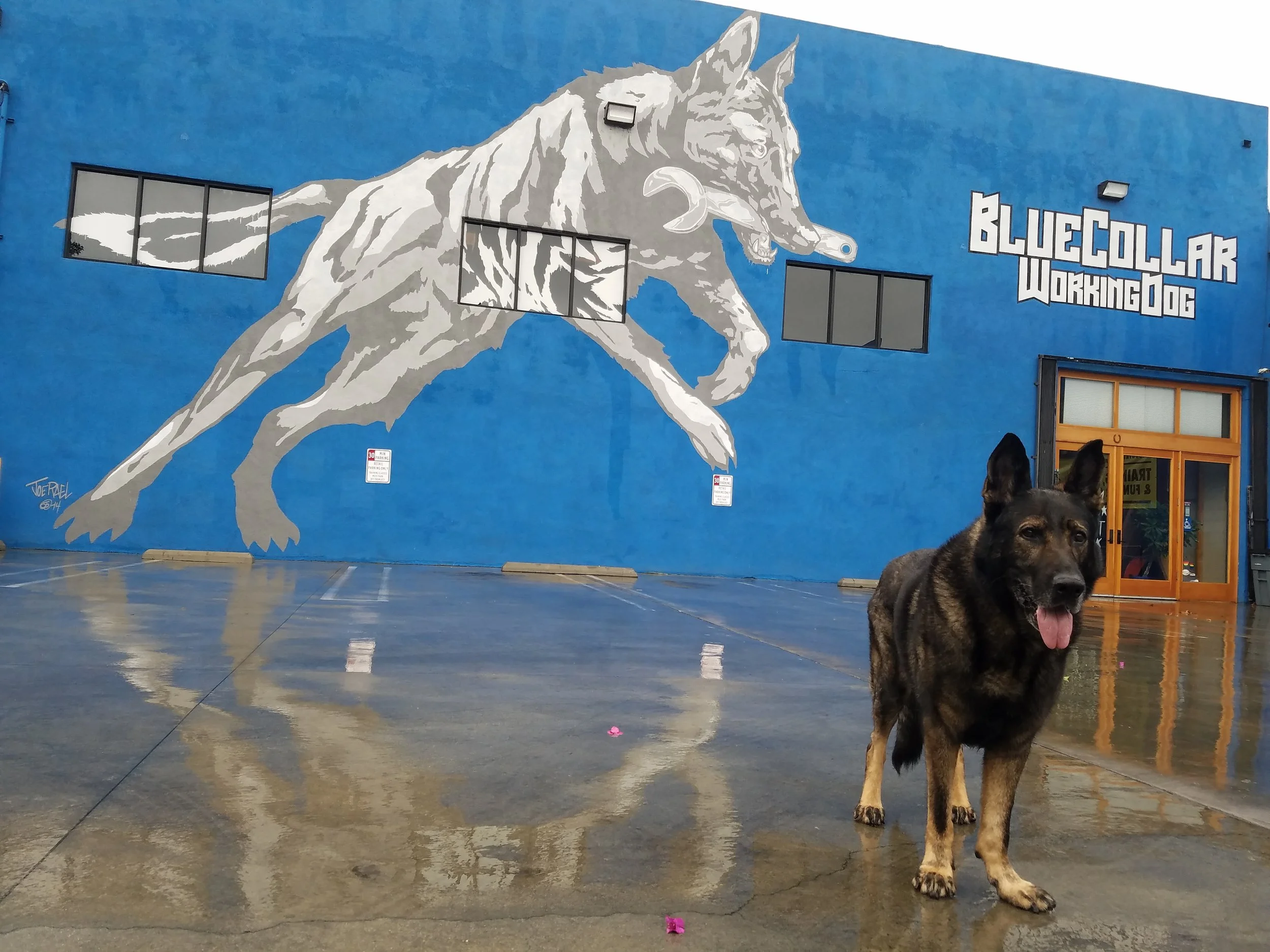 blue collar dog training