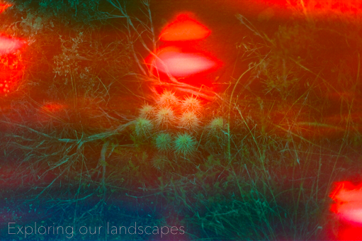 Exploring our landscapes (Johnny speaking) In it’s most condensed form, / Shed is an exploration and expression of our landscapes we inhabit. We are continuously in awe of where we live and it’s rich landscapes. The more we can get out to explore, the more creative and in tune we become. And through the dinners share that with you.