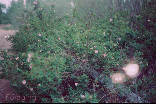 Foraging (Leia speaking) It wasn’t too long ago that humans survived by means of their own ability to hunt and gather food. Now we easily can stop by the store for anything you could want. From this stemmed challenging issues affecting environment, diet, disconnect from nature. By foraging our our own food we are able to honor the plants in their most pure state, full of life.