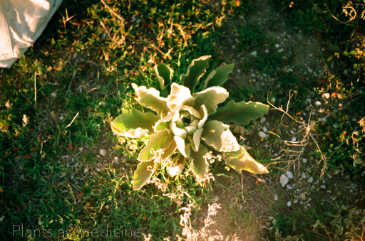 Plants as medicine (Leia speaking) Because plants are continuously growing they are exerting and receiving energy. We pick the plants at specific stages to honor that. Our food, like many things, is medicine. Imagine Plants as Medicine, that have been used for generations, and then paired with smiles & laughter over a dinner table of good friends and community.