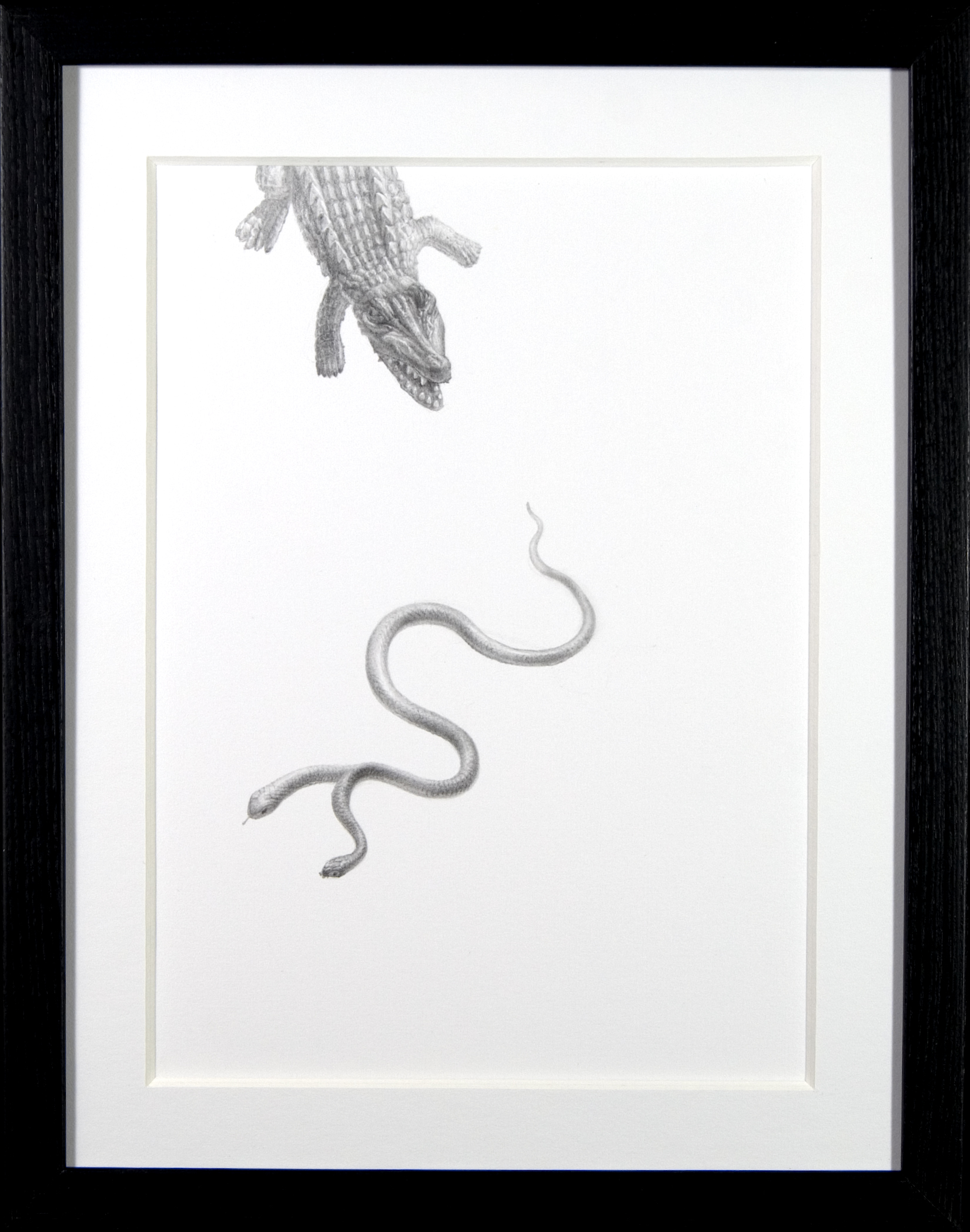 The Bottom of the Food Chain - $250 - Pencil on Paper, 11'' x 14'', FRAMED.