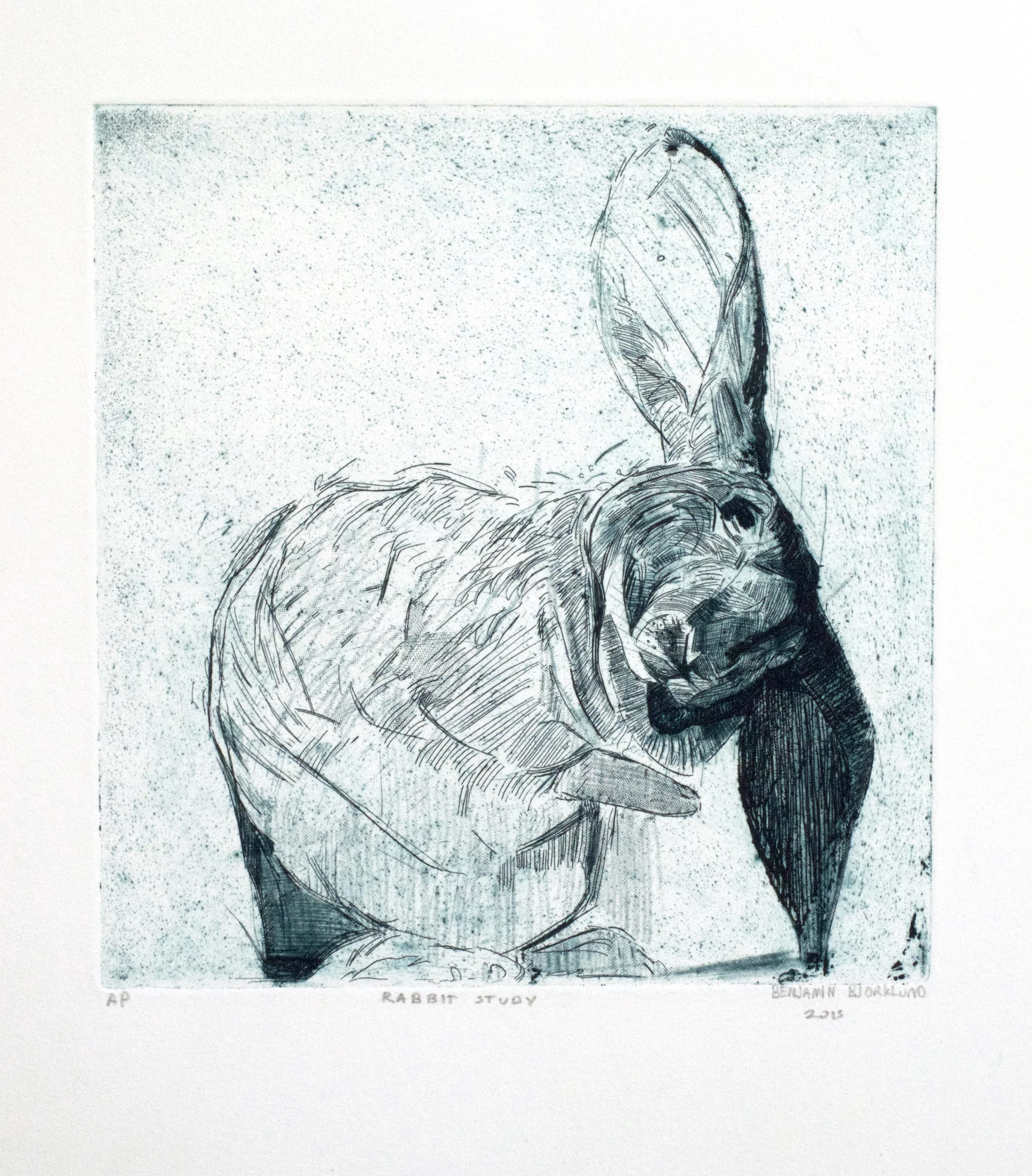 Rabbit Study - $200 - Etching on Paper, 14'' x 18'' UNFRAMED. Edition of 15. Only 5 available. 
