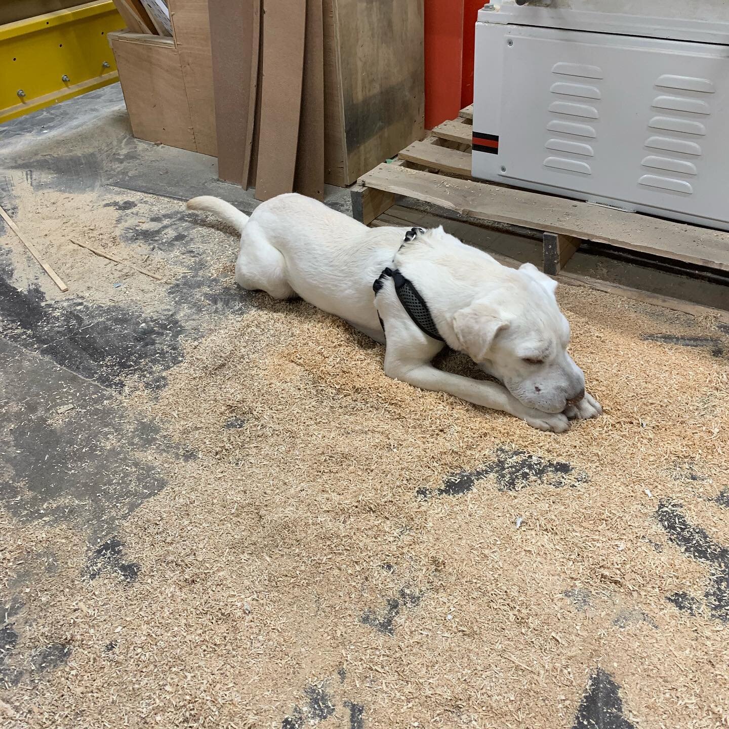 Bou&rsquo;s best impression of her dogfather yet #shopdog #mansbestfriend