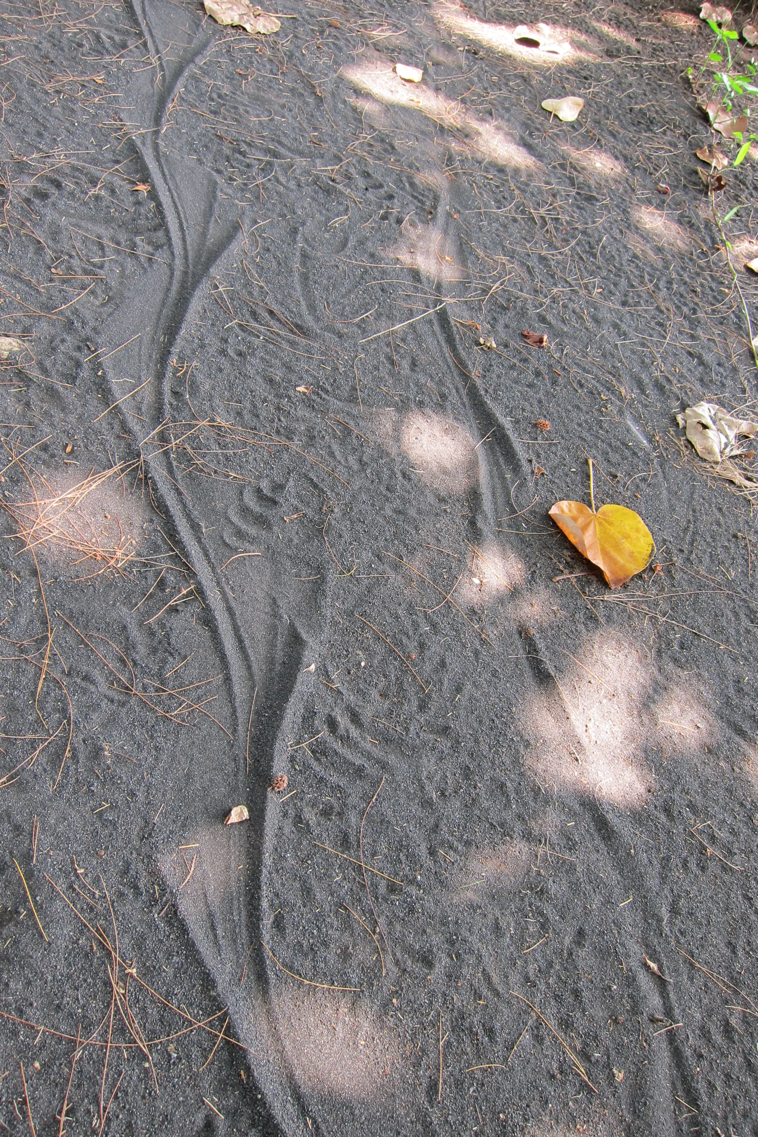  What made these tracks? We'll find out below. 