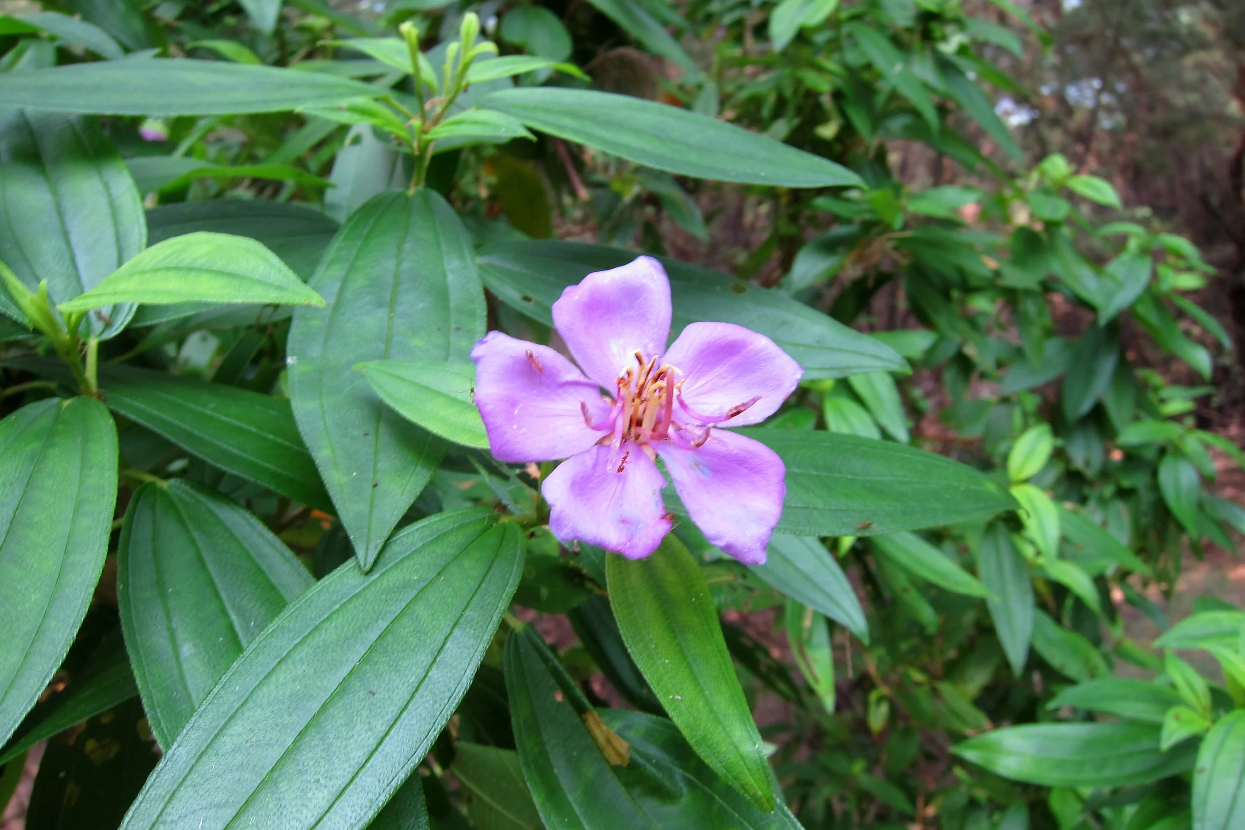  Life is abloom on this young volcao, including dozens of bird species--surprising considering how far away these islands are from Java and Sumatra. 