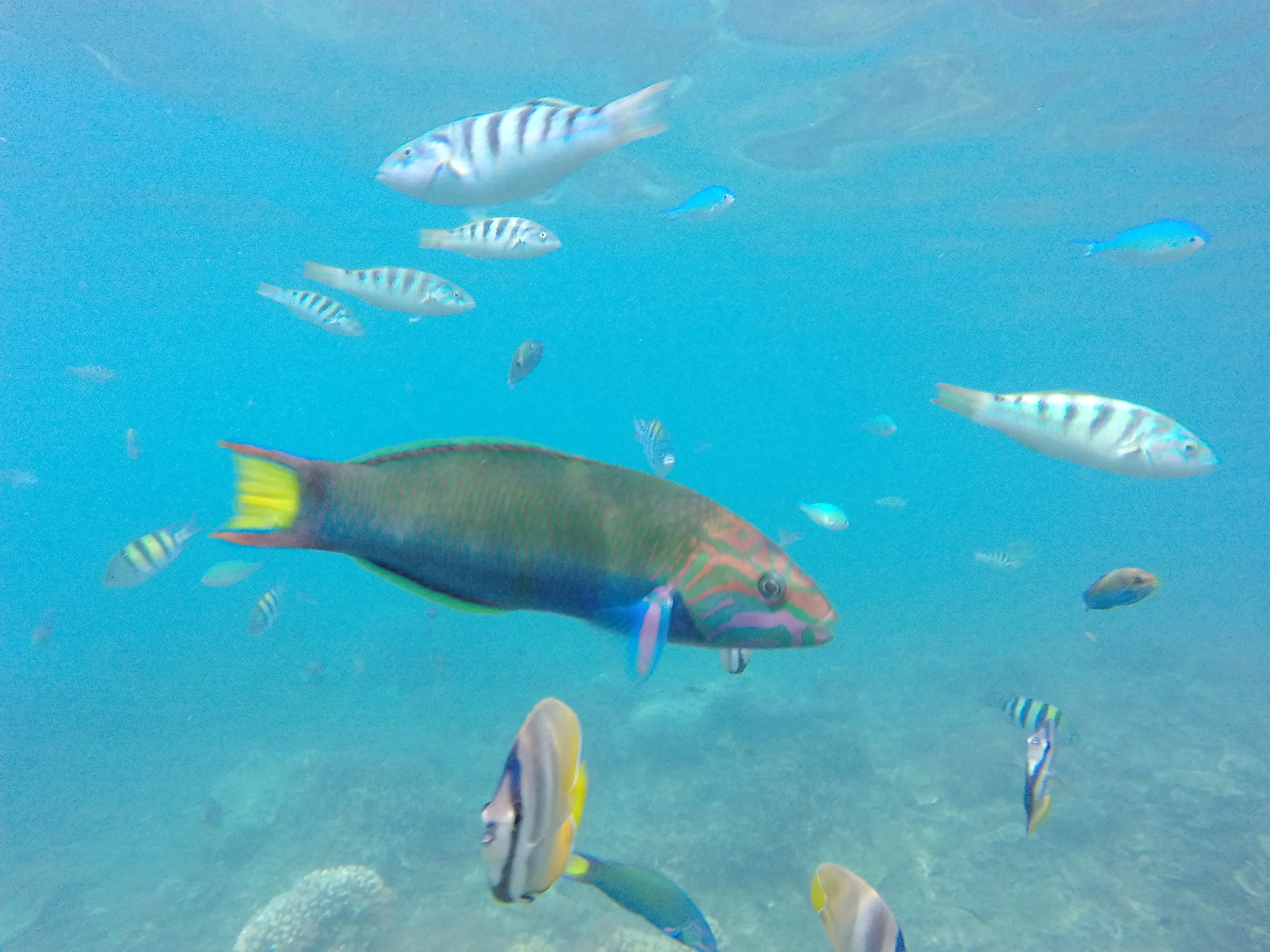 snorkeling off the shore of Rakata 