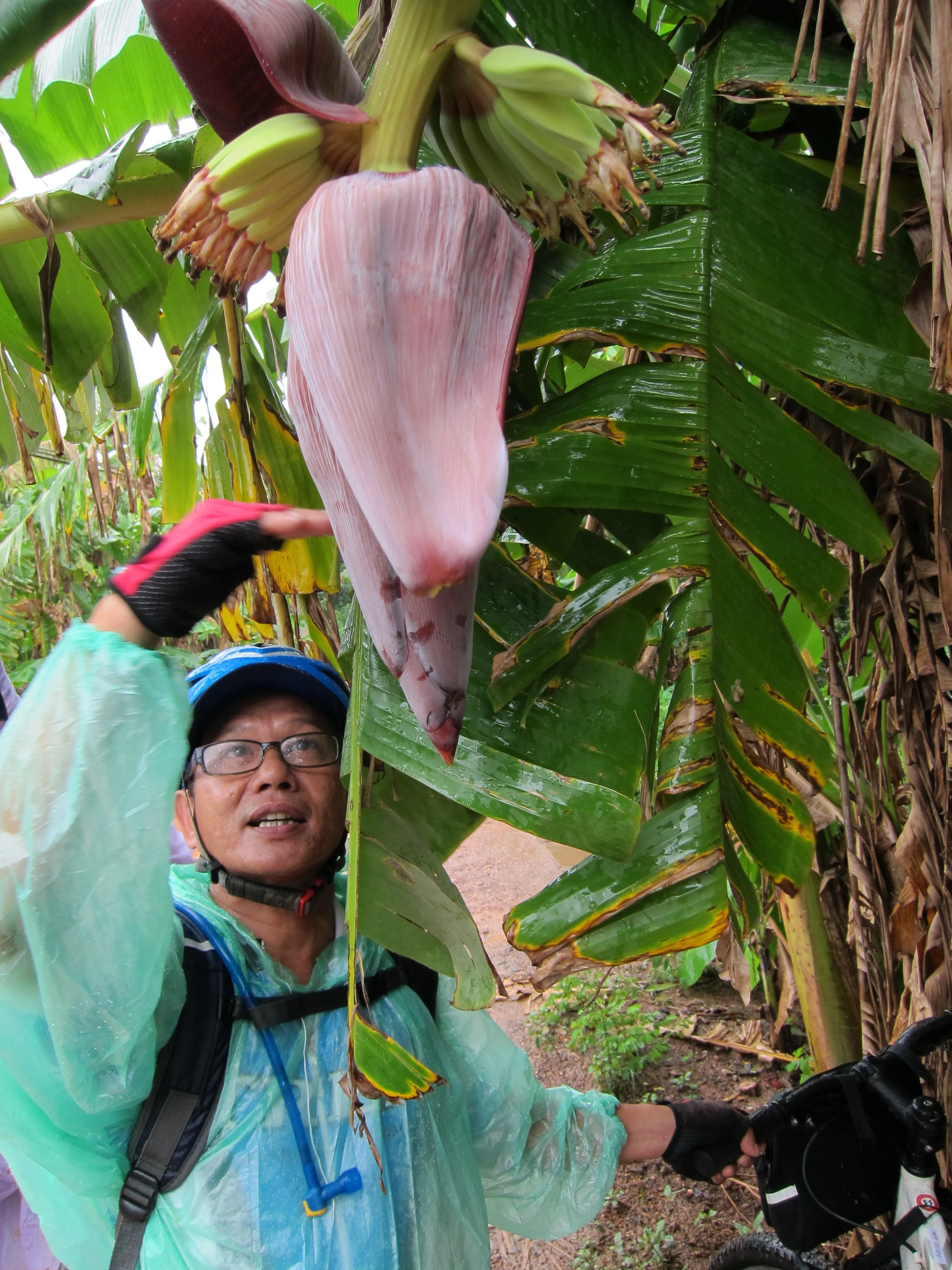  Flowering banana plant along the Mekong River. 
