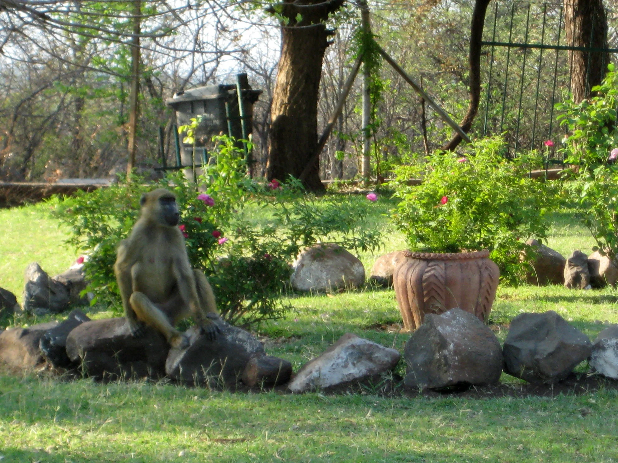 A baboon outside the Zimbabwe Custom House.