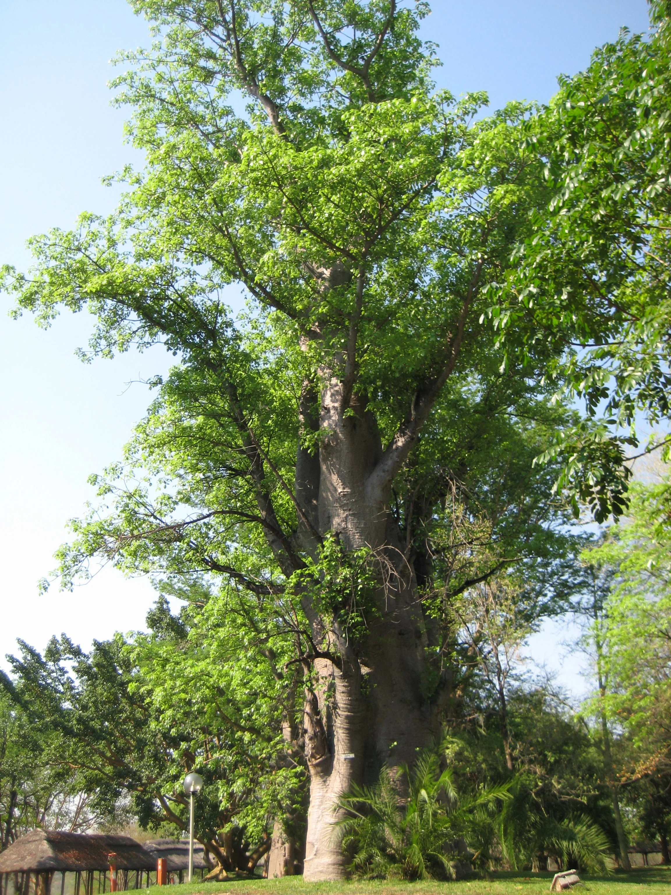 Here's another baobab tree in front of our hotel.