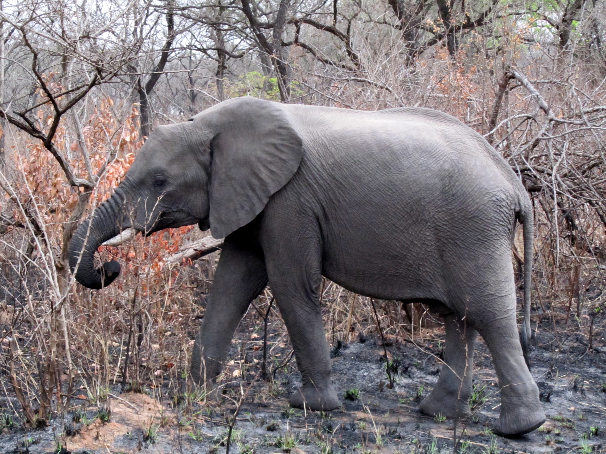  Naveen and I hopped over to South Africa and squeezed in an awe-inspiring safari at Kruger National Park before heading back to the US. 