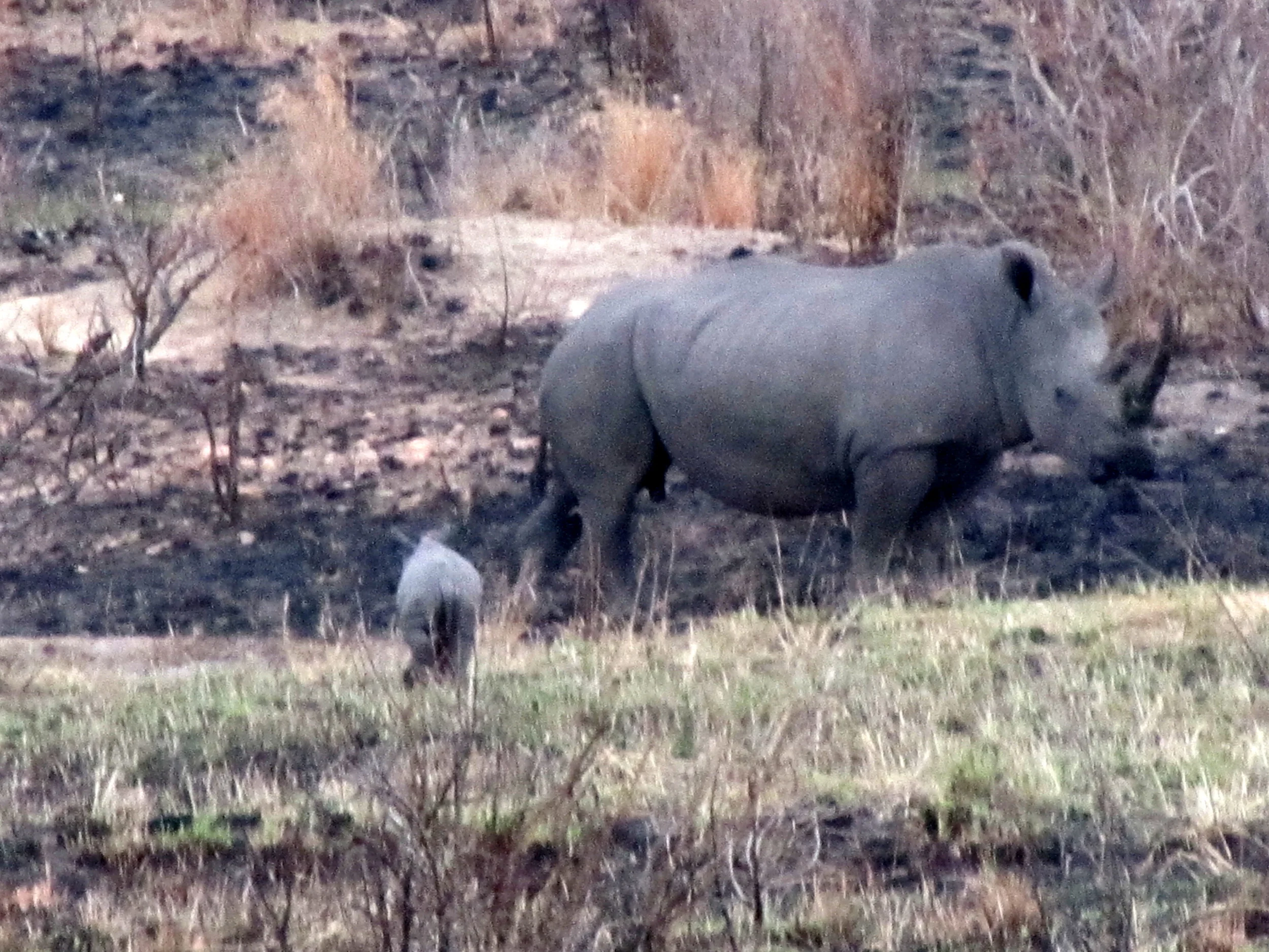  a mother rhinoceros and her newborn calf 