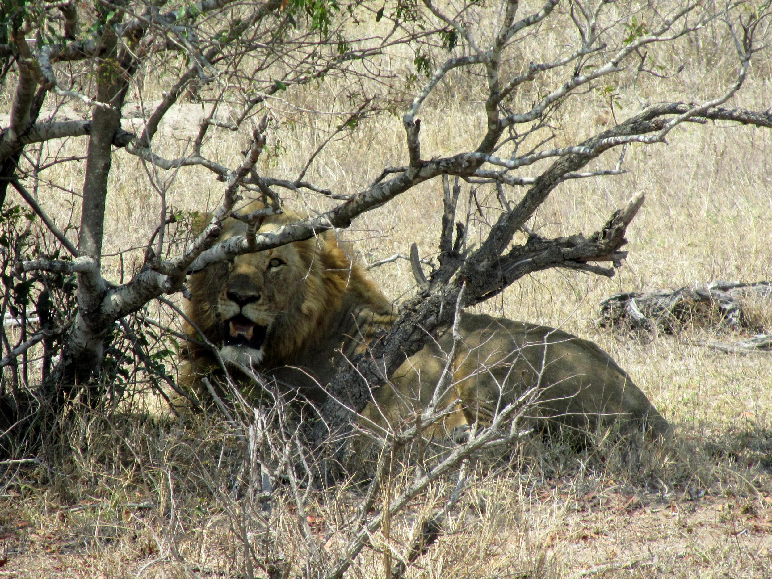  lion resting in the shade 