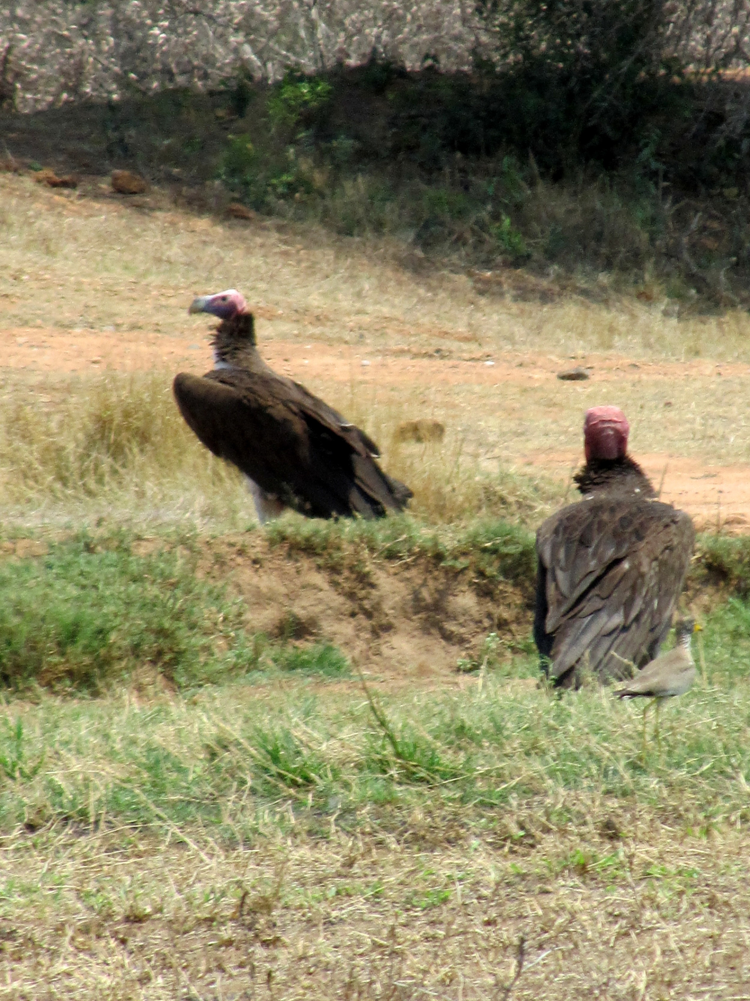  vultures 