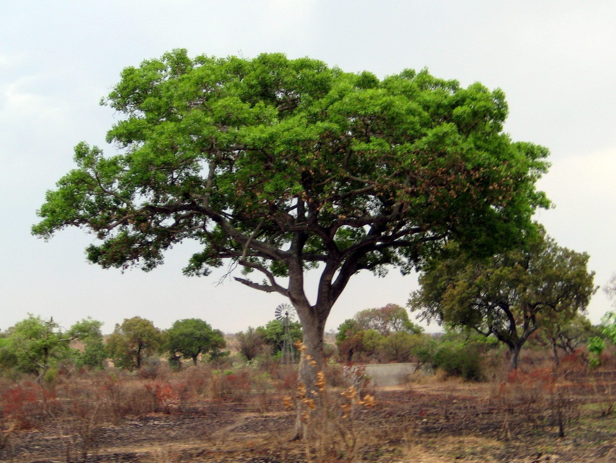 the canopies of the trees are shaped by the browsing of the giraffes 
