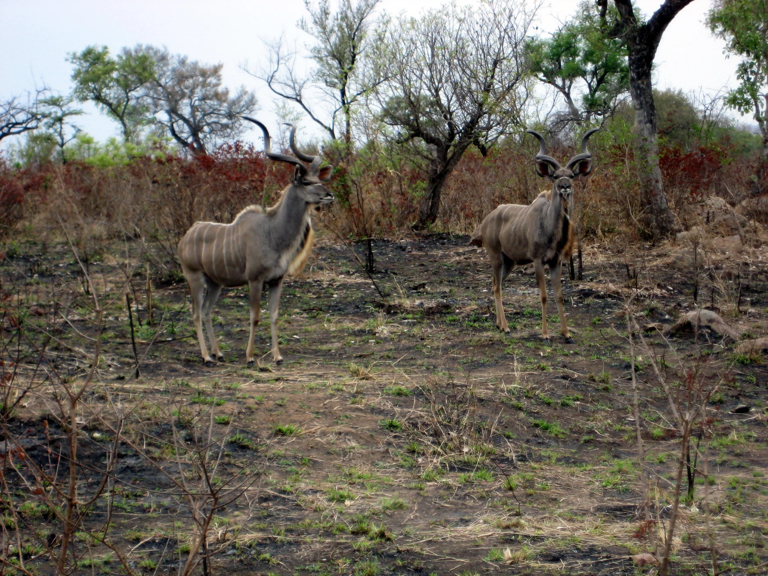  kudu 