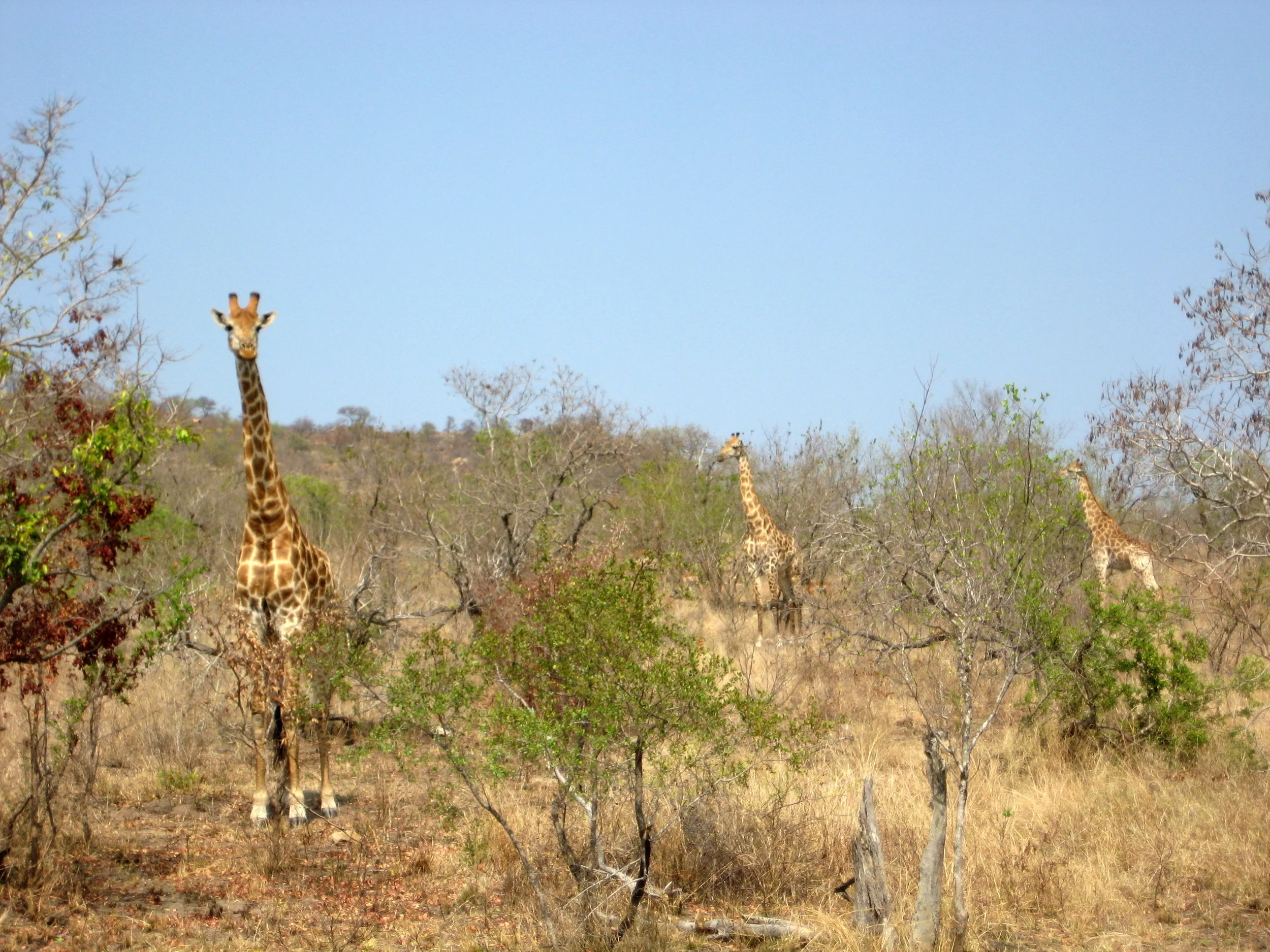  1, 2, 3 giraffes 