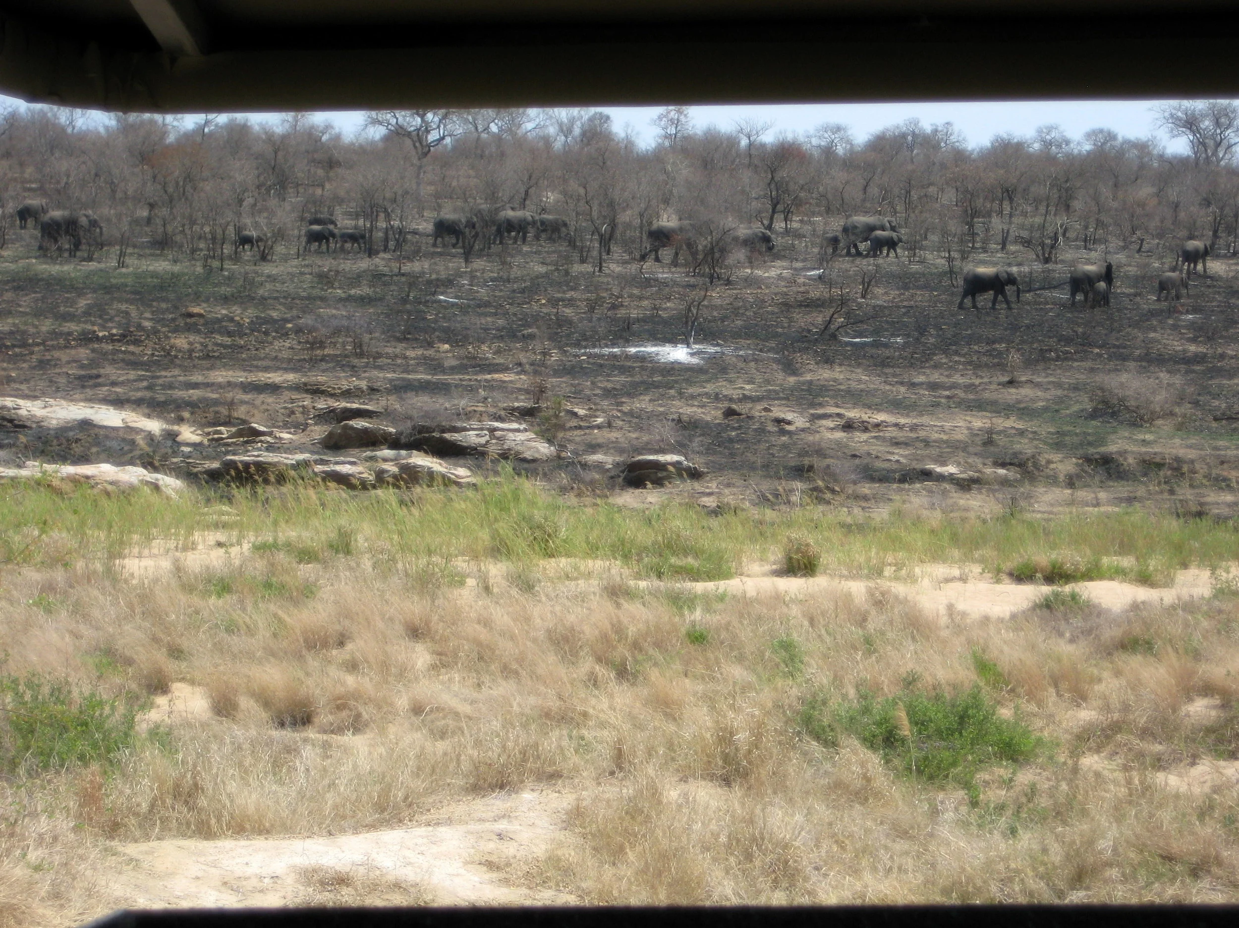  we saw a herd of 30-40 elephants on the opposite side of the river 