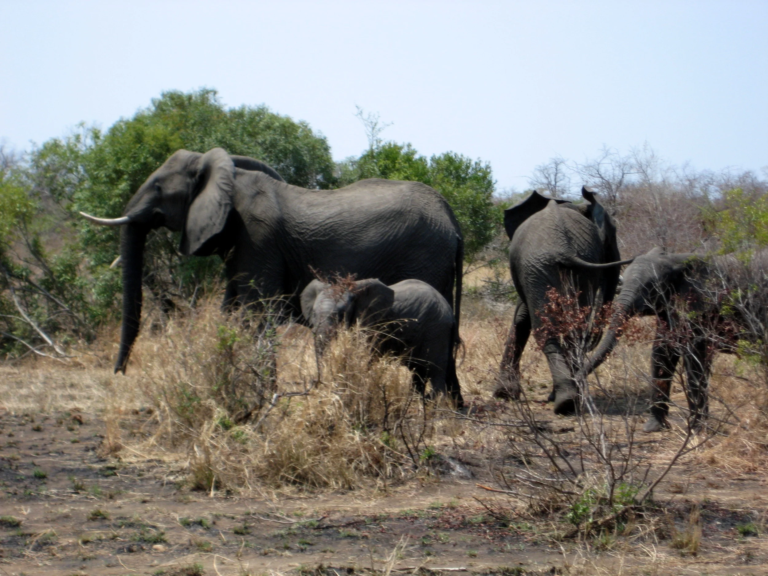  then an even bigger herd appeared on our side of the river about 20 meters away 