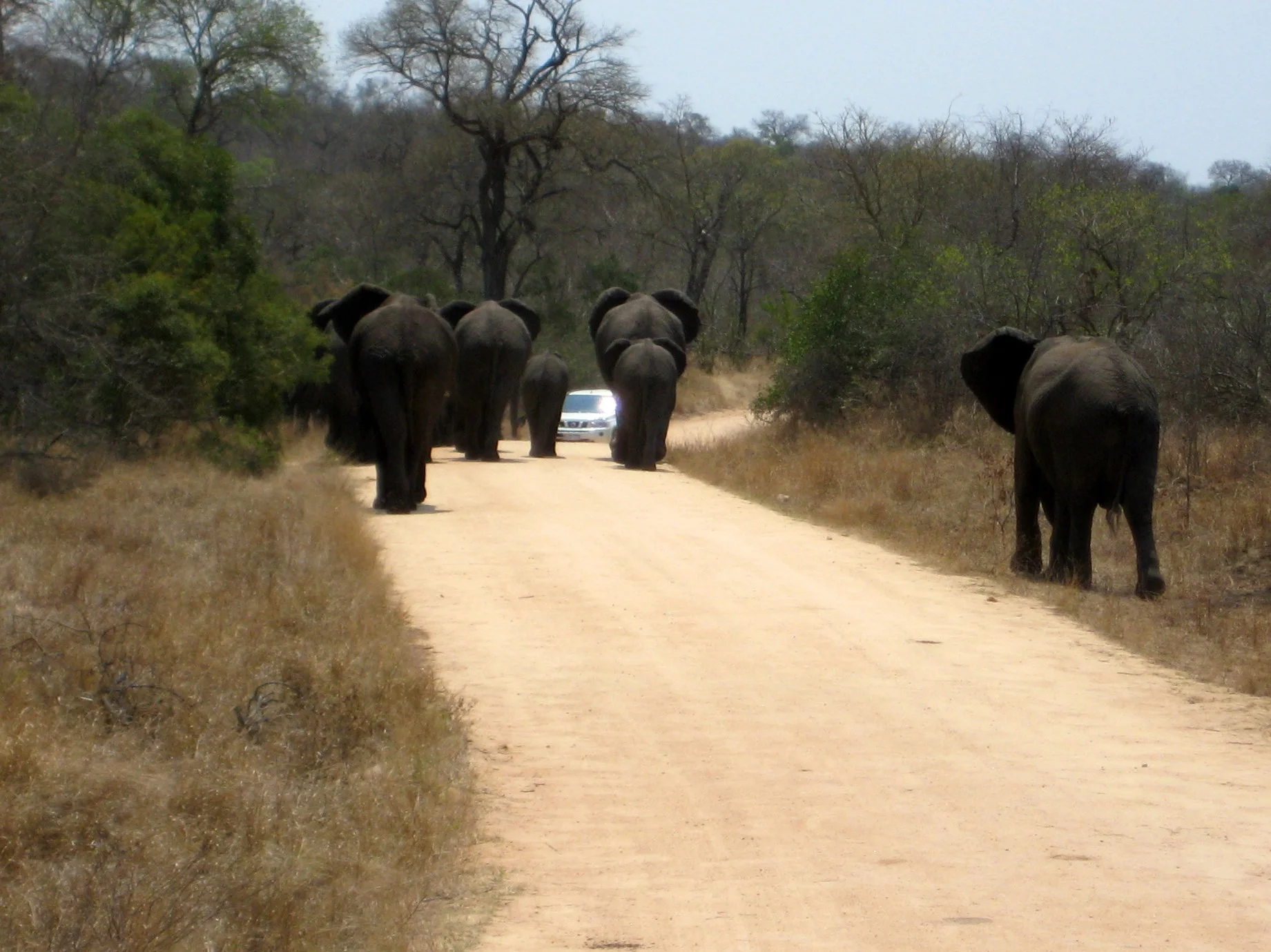  this poor couple in the car quickly reversed 