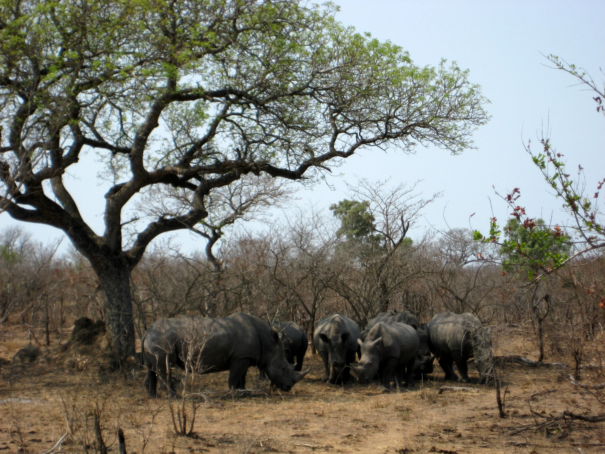  a pack of white rhinos 