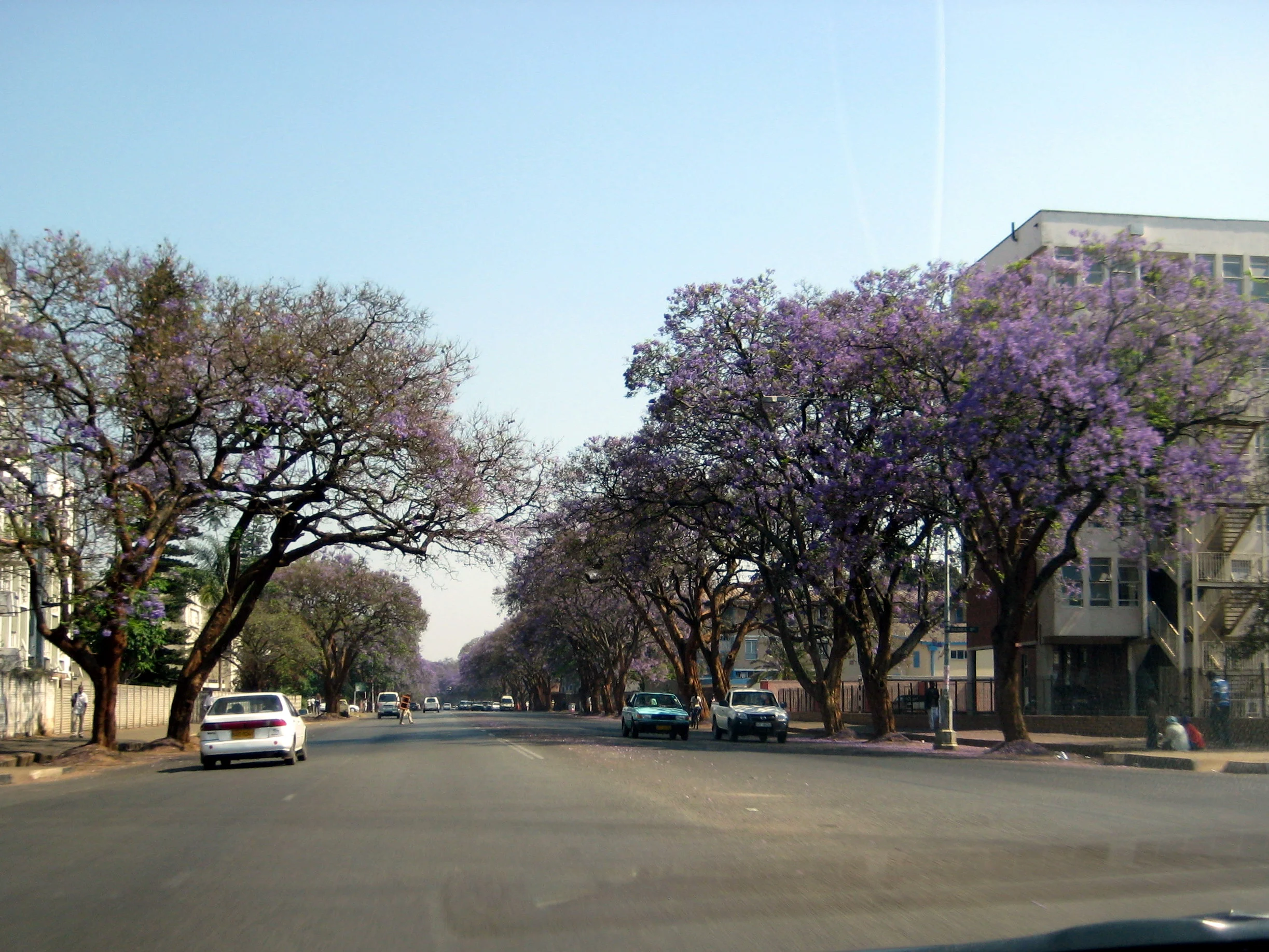  The jacaranda trees that line the boulevards of Harare were in full purple bloom.  