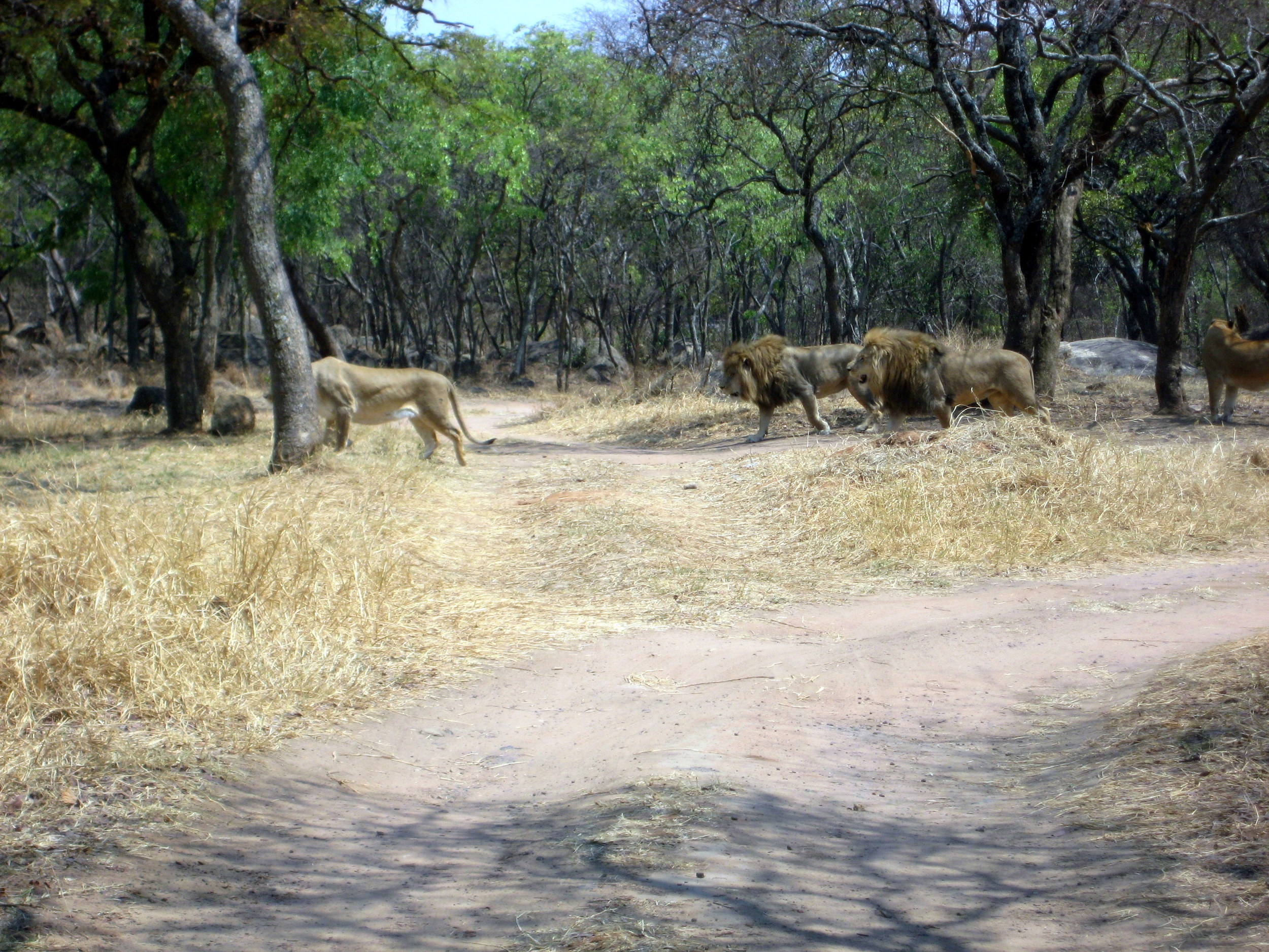  A visit to the Lion Park near Harare on Saturday, where you can drive right past the lions--just stay in the car. 