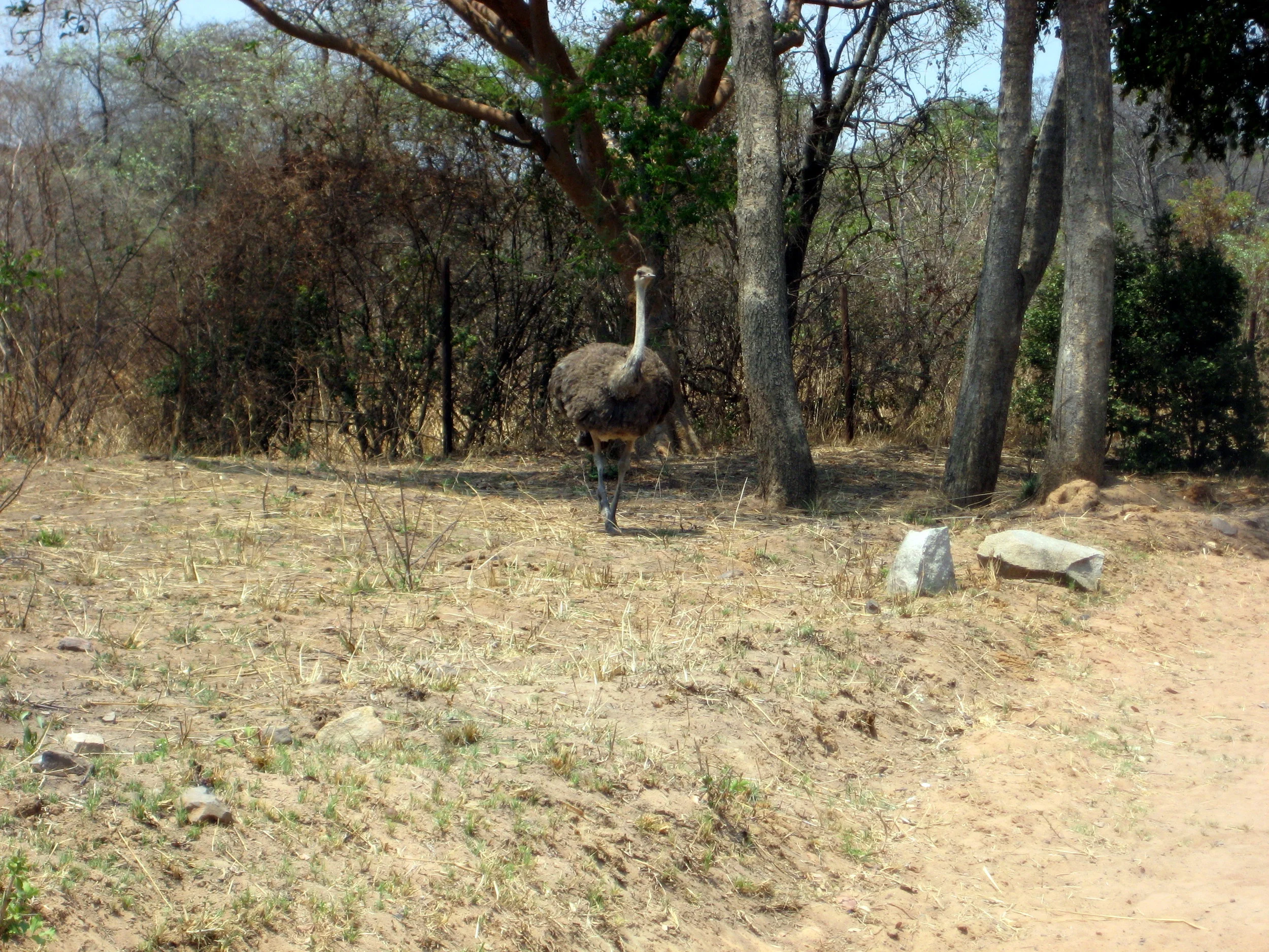  Here comes an ostrich. 