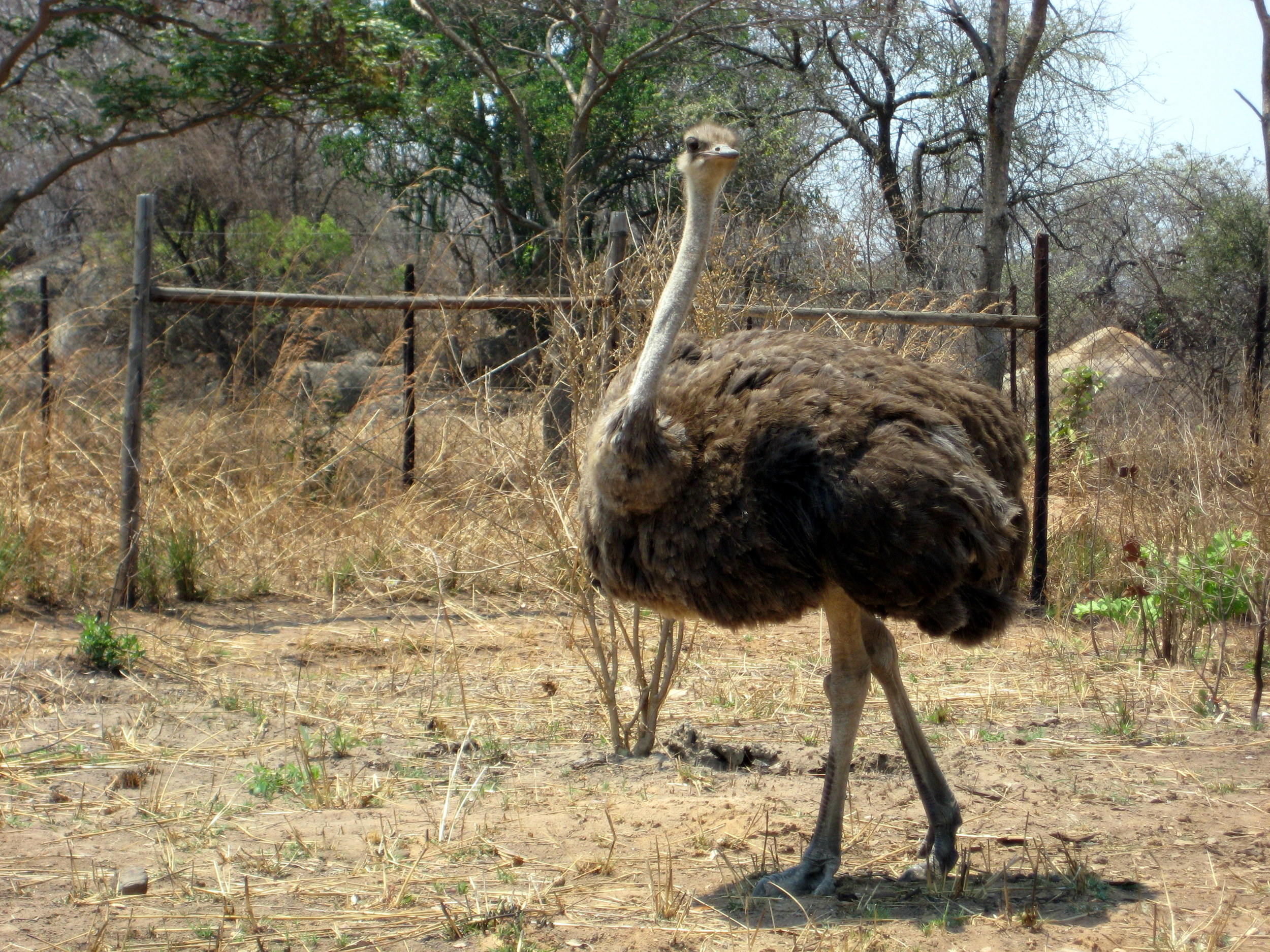  That is one huge bird. 