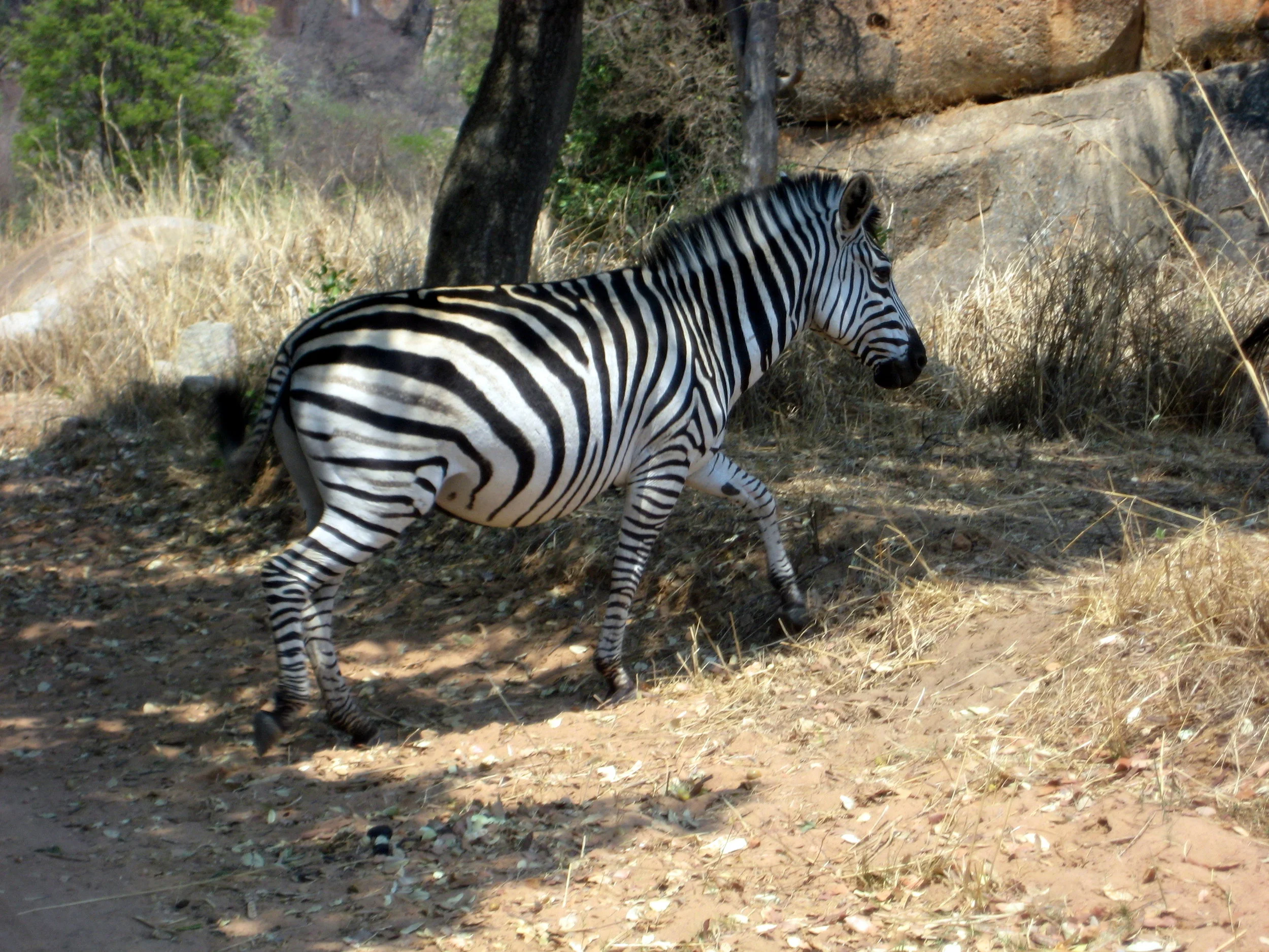 zebra 