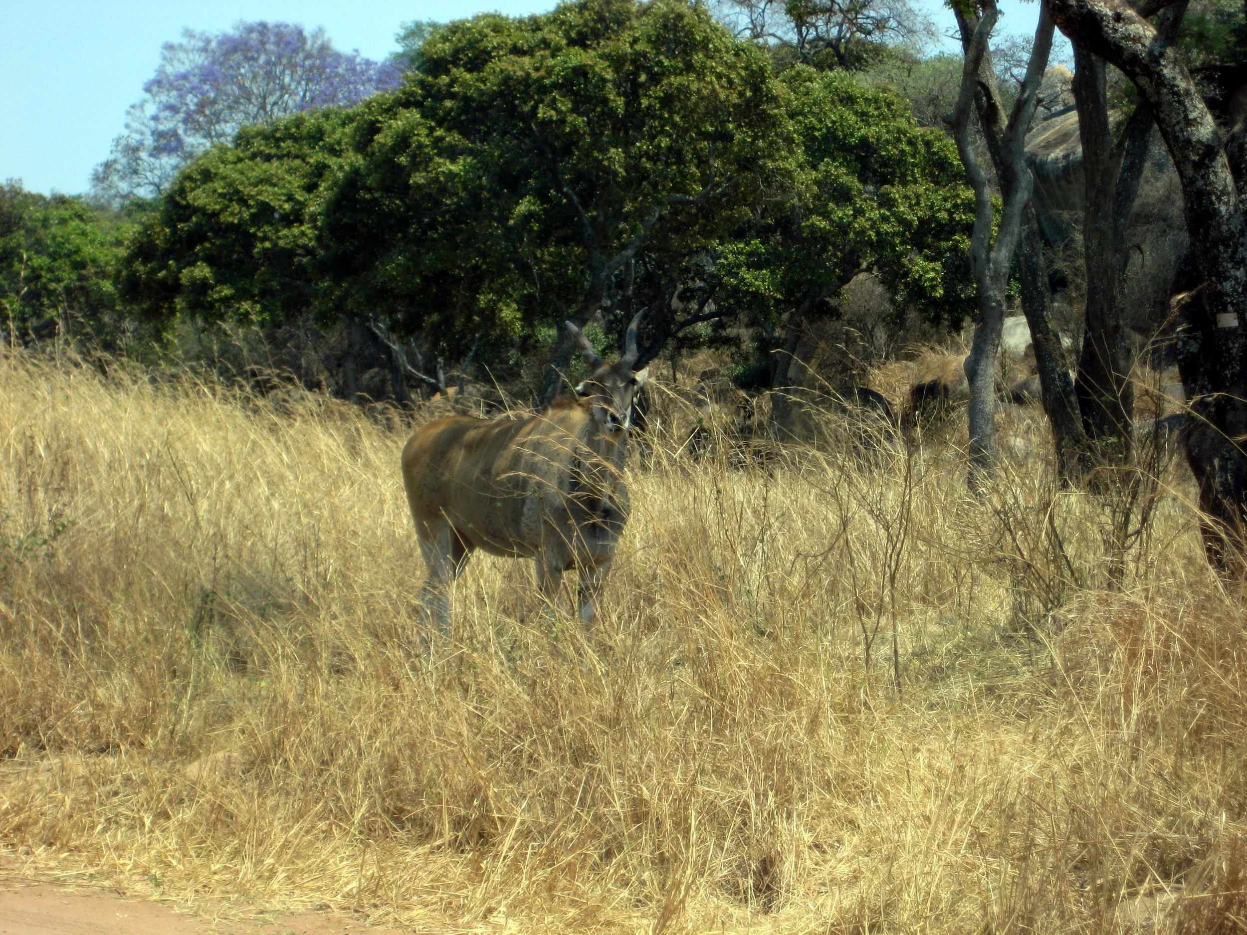  Here is a kudu; I actually ate some Kudu--it's a bit tough, though quite flavorful. 