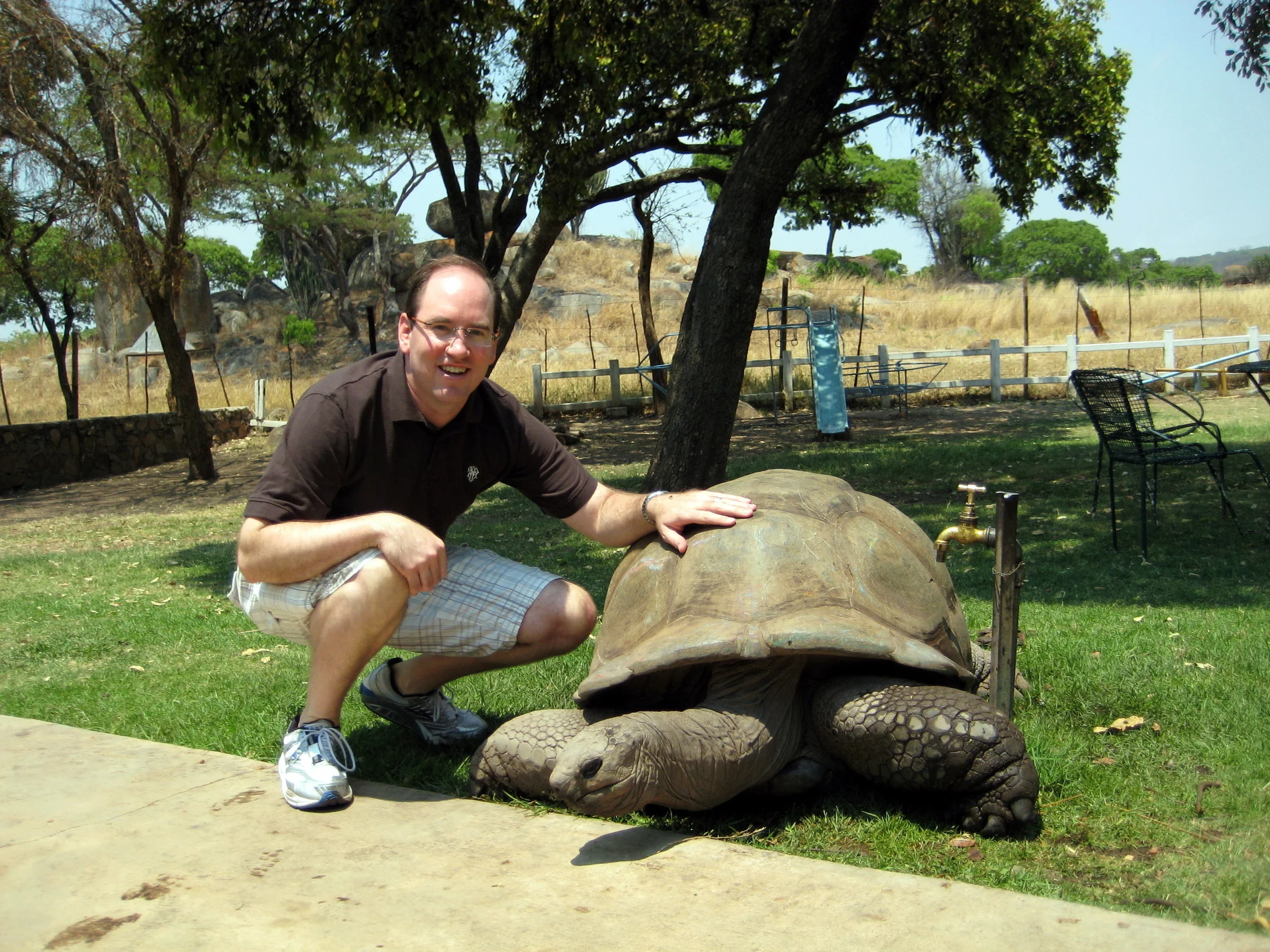  Here, I meet an ~300-year-old galapagos tortoise [Geochelane elephontopus (Kamba)]--not sure quite how he found his way to Zimbabwe. 